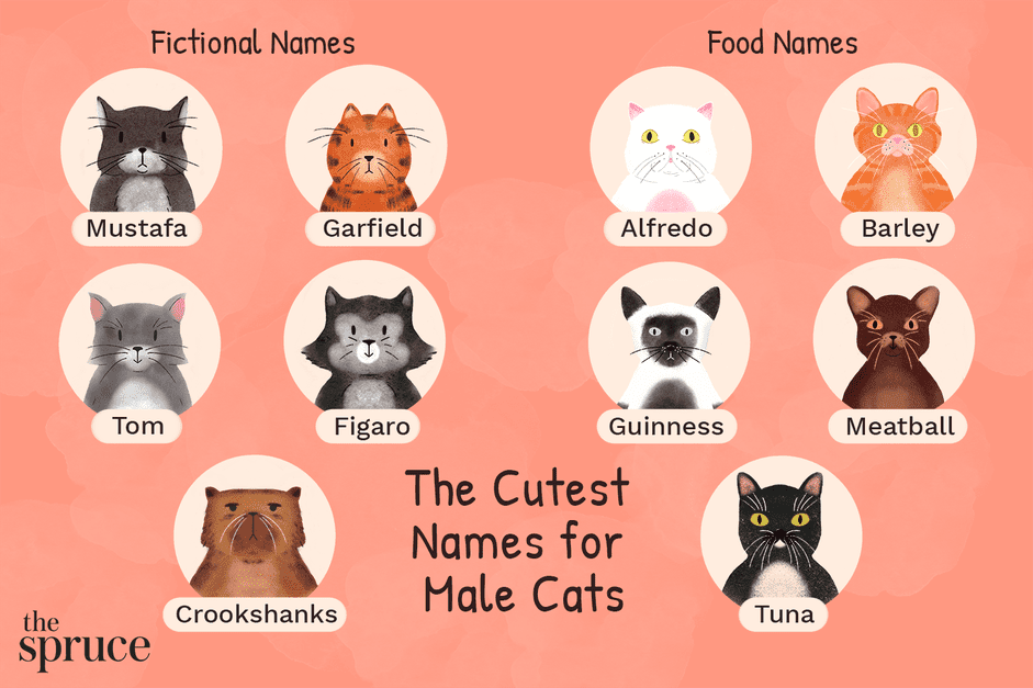 48 Adorable & Unique Male Cat Names: Find the Perfect Match