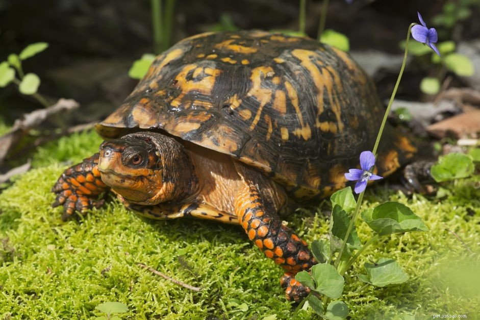 Essential Feeding Guide for Box Turtles: Balanced Diet Tips
