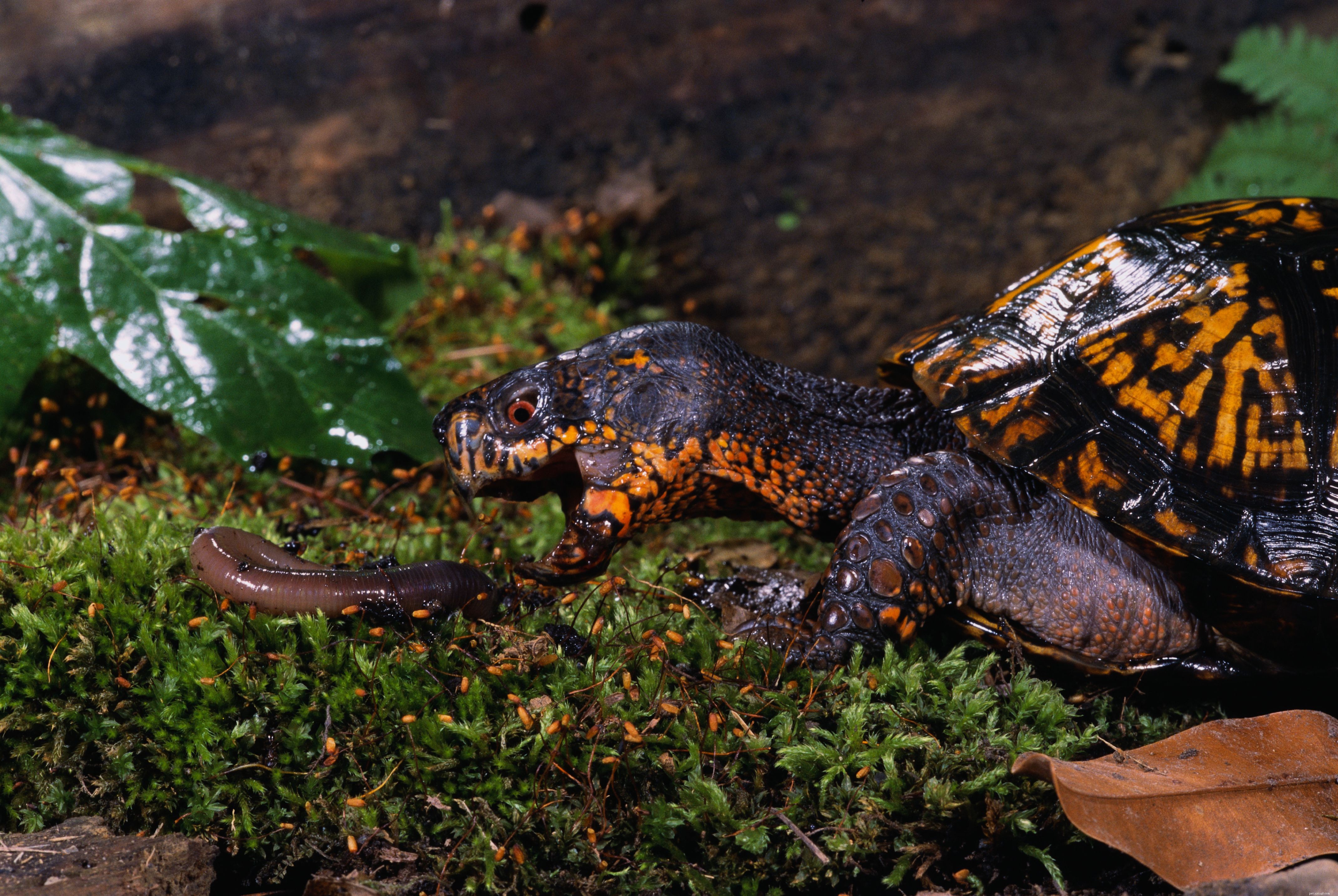 Essential Feeding Guide for Box Turtles: Balanced Diet Tips