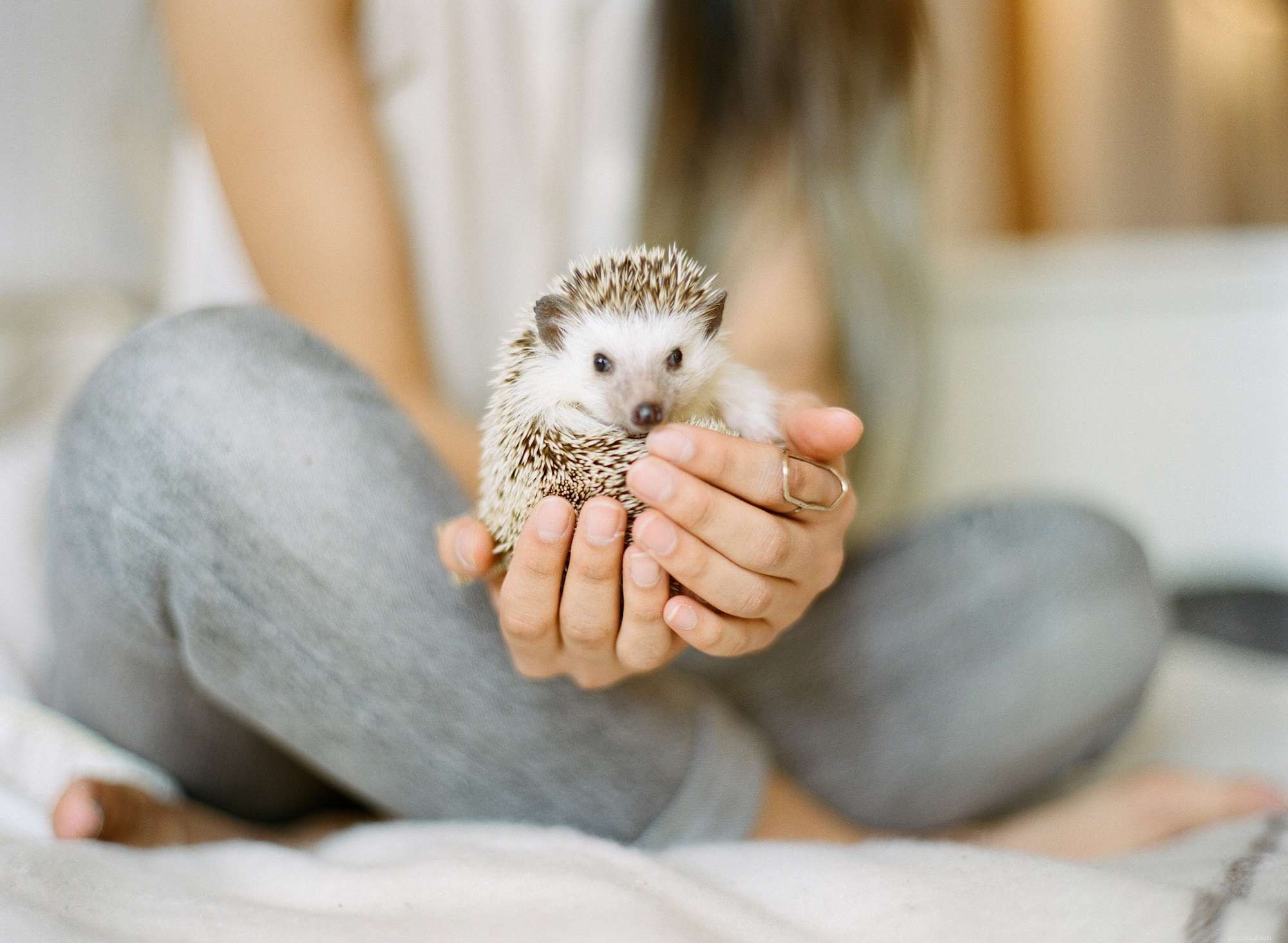 Handling Hedgehogs: A Guide to Safe, Gentle Petting