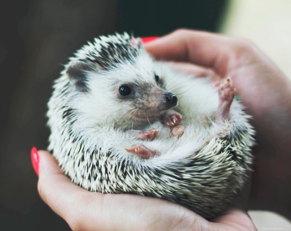 Handling Hedgehogs: A Guide to Safe, Gentle Petting