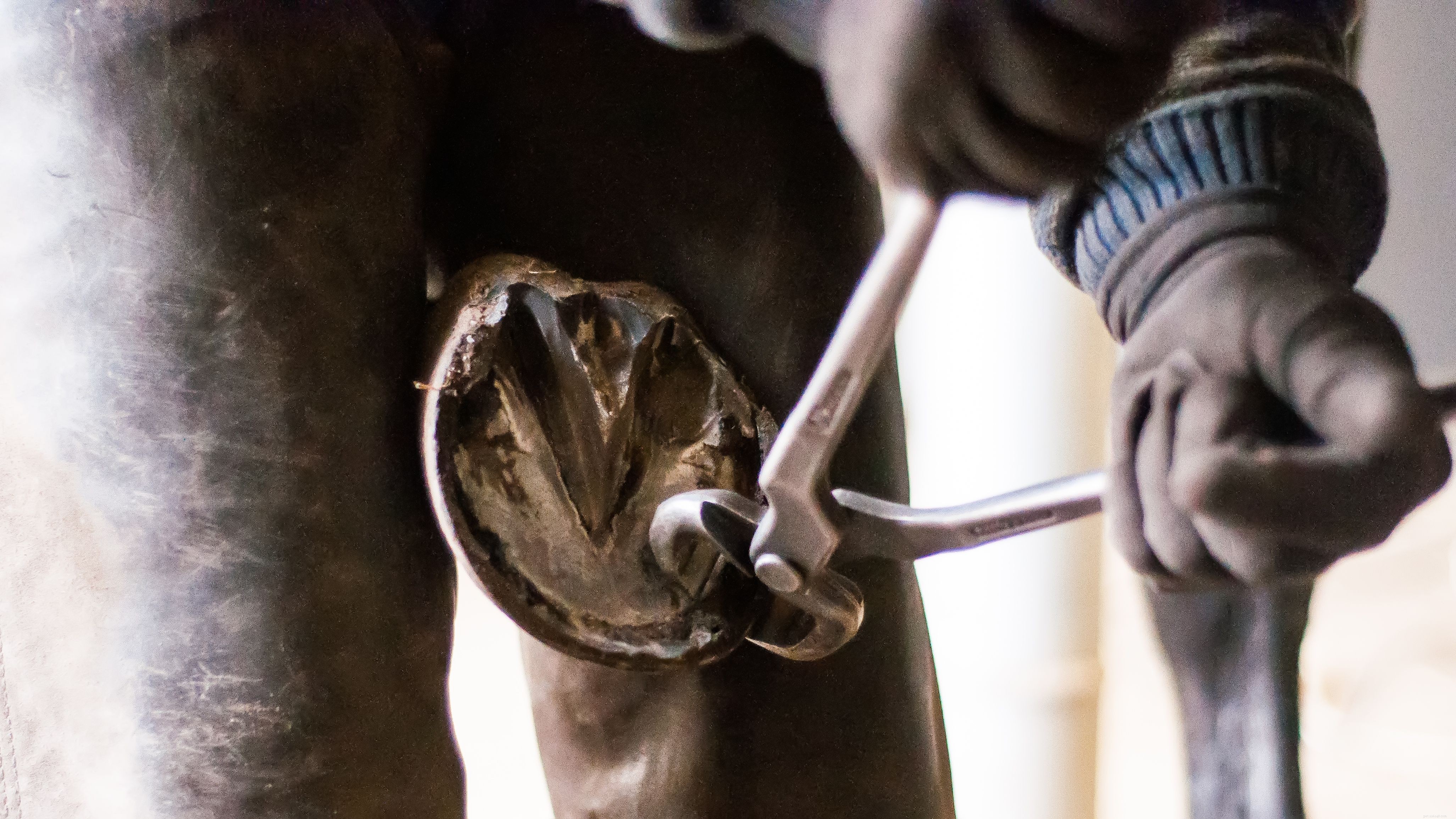 When to Re-Ship Your Horse: Farrier Tips on Optimal Reshingling Schedule