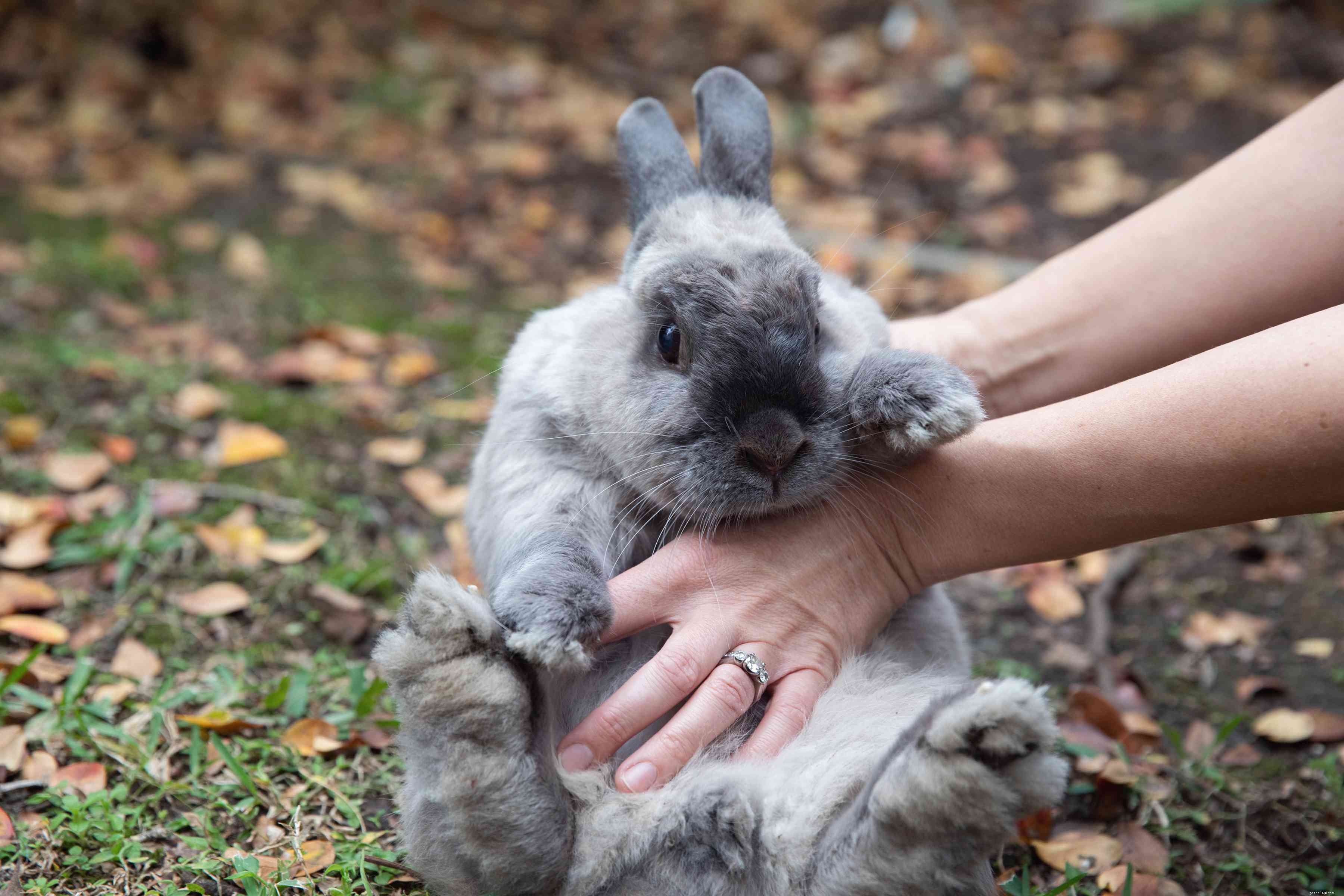 Understanding and Addressing Loss of Appetite in Pet Rabbits