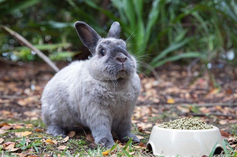 Understanding and Addressing Loss of Appetite in Pet Rabbits