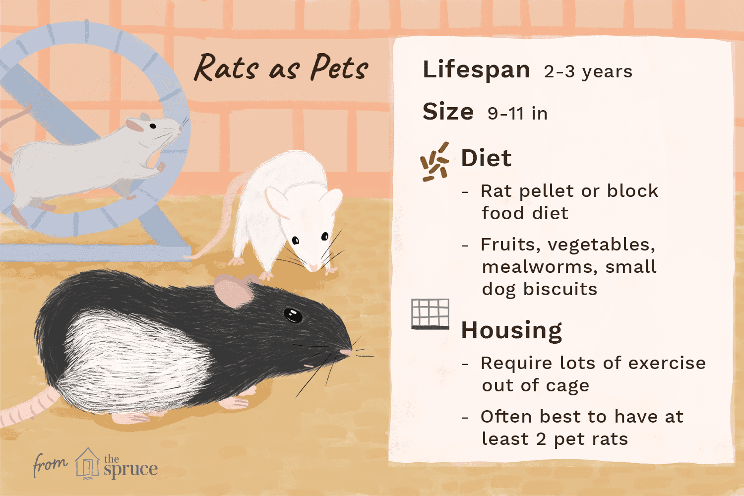 How to Keep and Care for Pet Rats: A Complete Guide