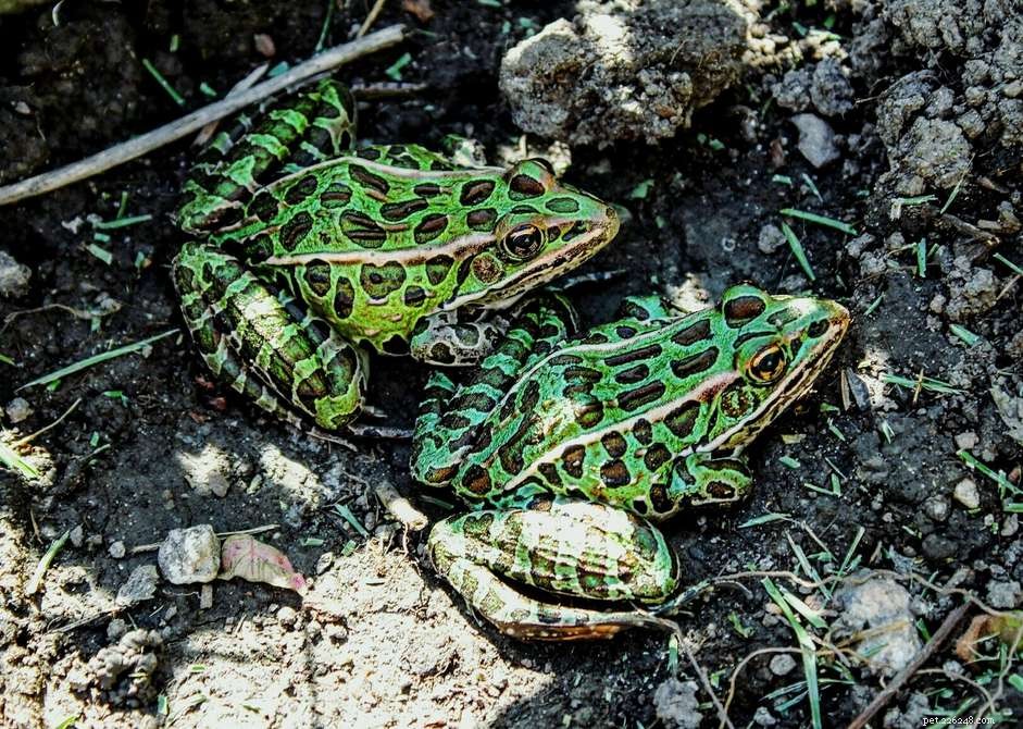 Leopard Frogs (Meadow Frogs): A Complete Care & Species Guide