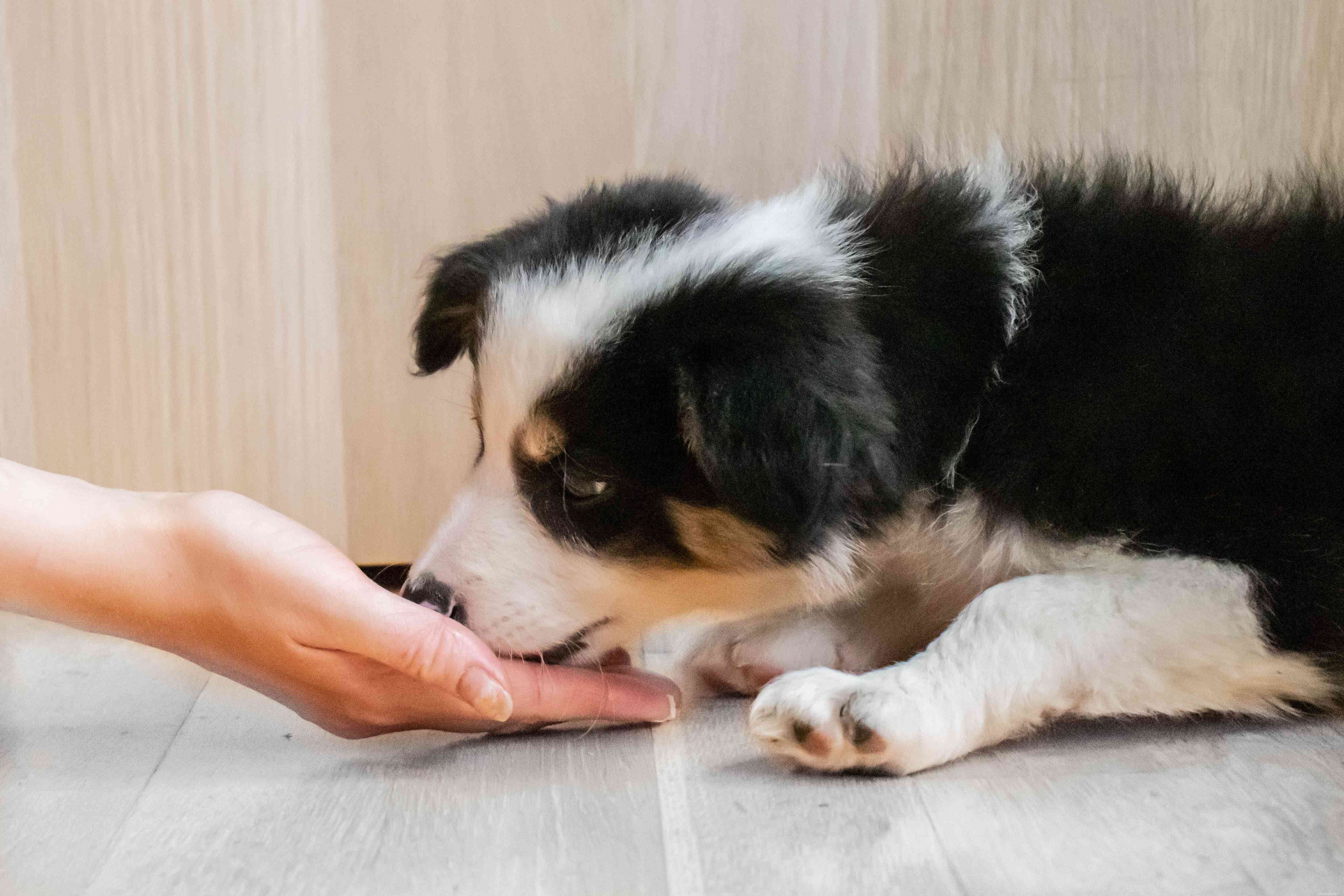 Safe Puppy Nutrition: What Human Foods to Offer and Which to Avoid