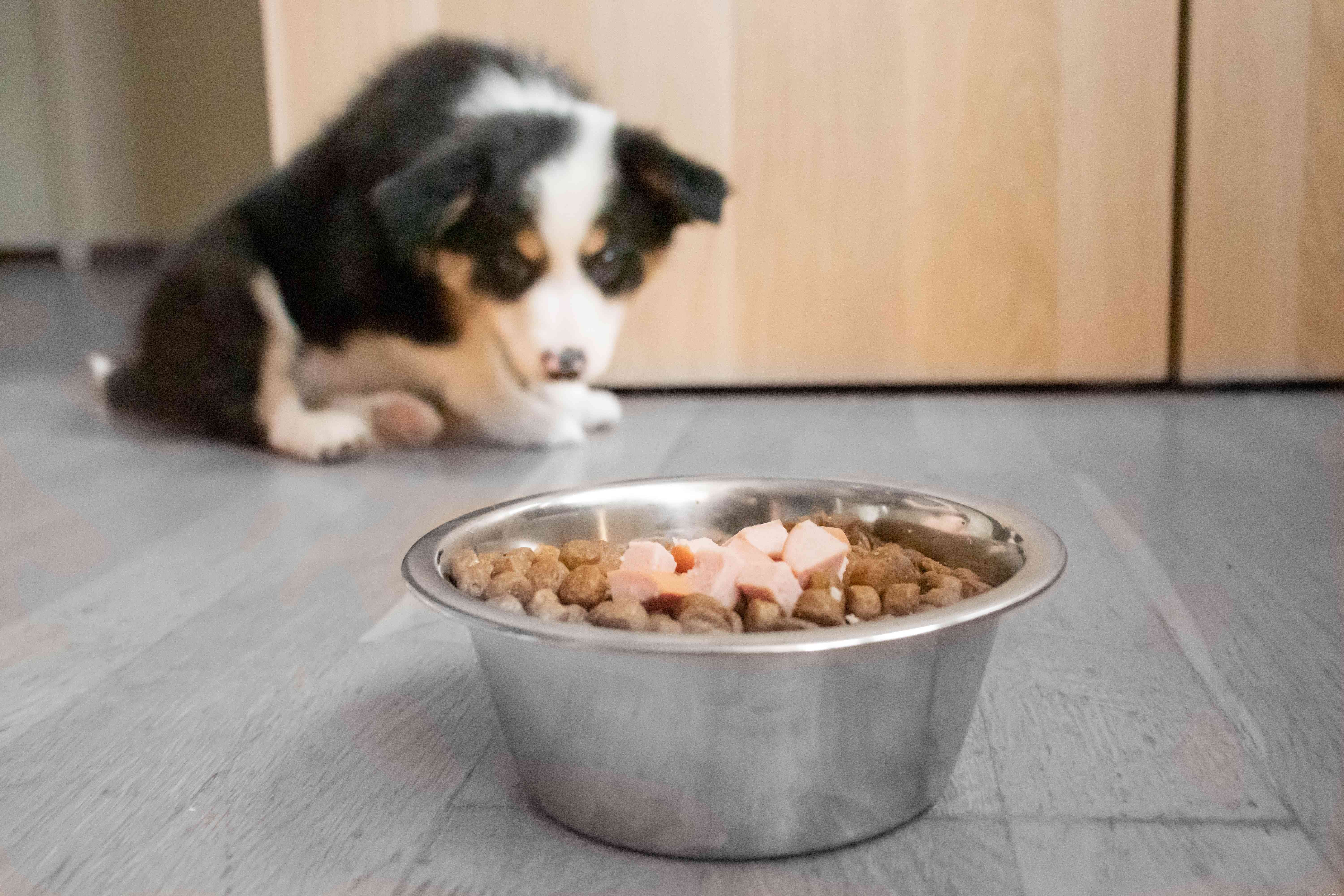 Safe Puppy Nutrition: What Human Foods to Offer and Which to Avoid