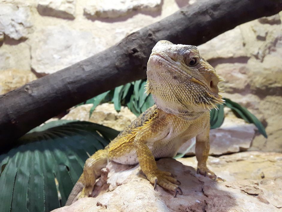 Optimal Lighting for Bearded Dragons: A Comprehensive Guide