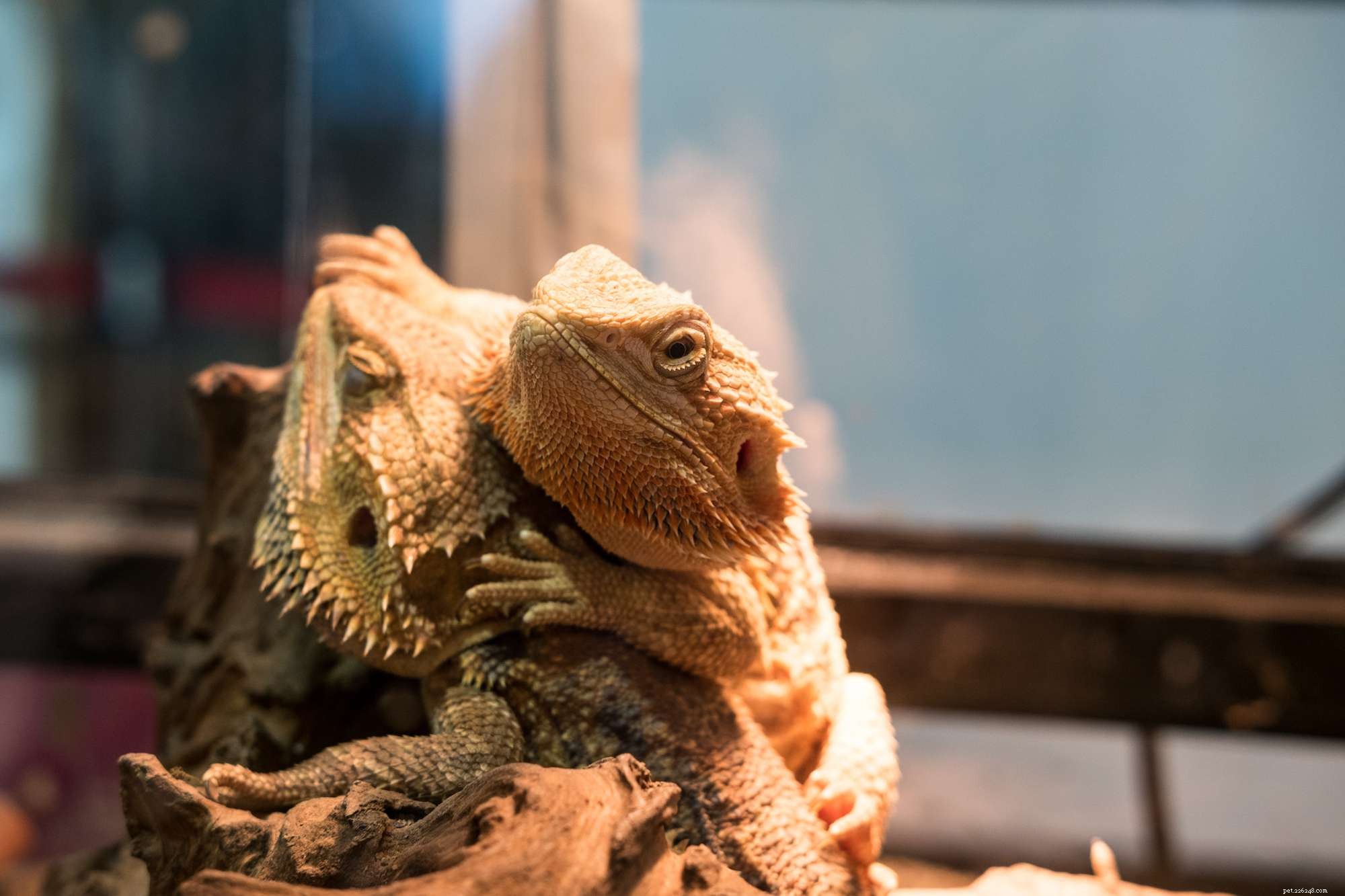 Optimal Lighting for Bearded Dragons: A Comprehensive Guide