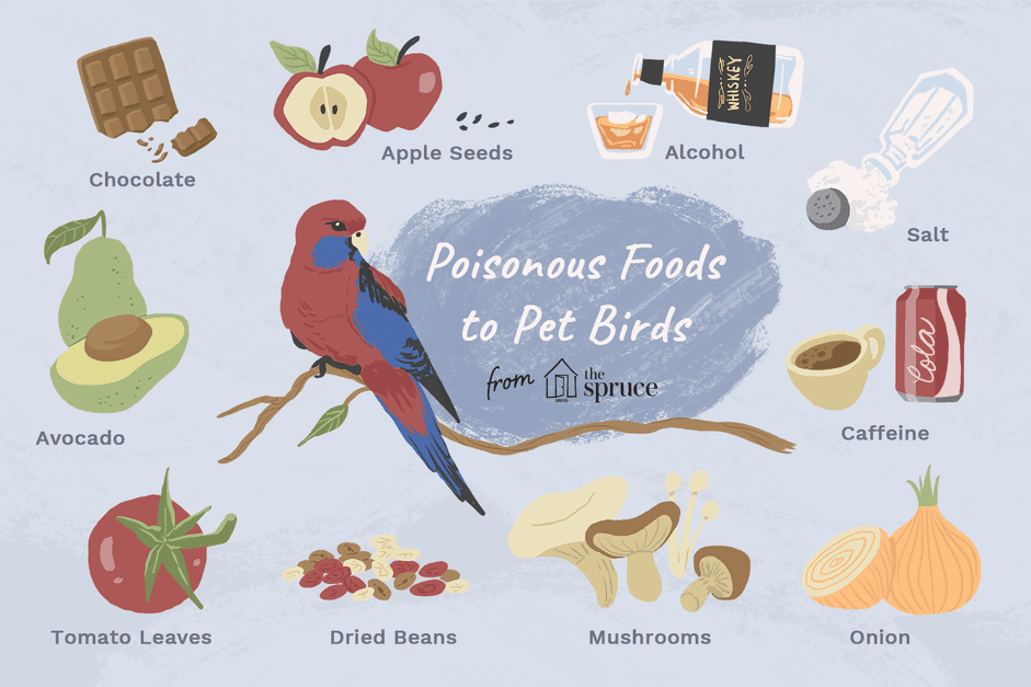 10 Everyday Foods That Can Harm Your Bird – Keep Your Feathery Friend Safe