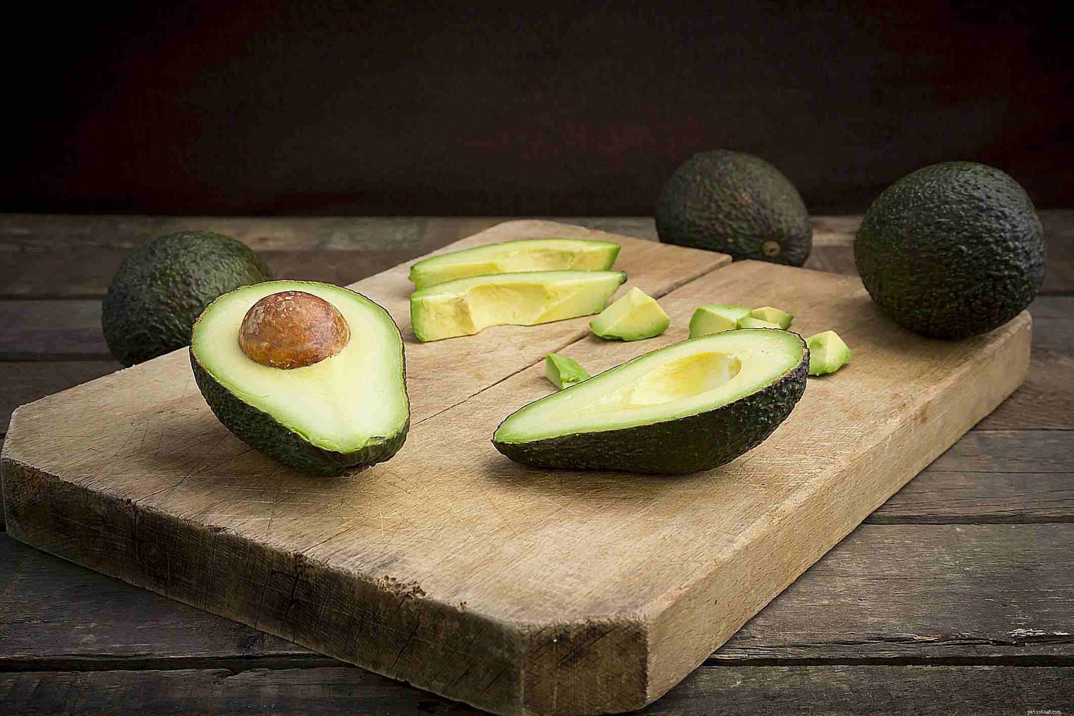 10 Everyday Foods That Can Harm Your Bird – Keep Your Feathery Friend Safe