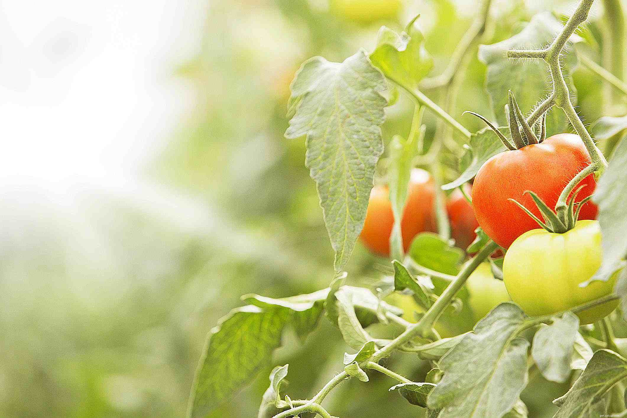 10 Everyday Foods That Can Harm Your Bird – Keep Your Feathery Friend Safe