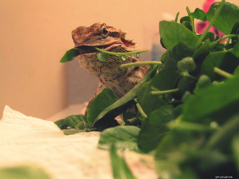 Top Leafy Greens for a Healthy Bearded Dragon