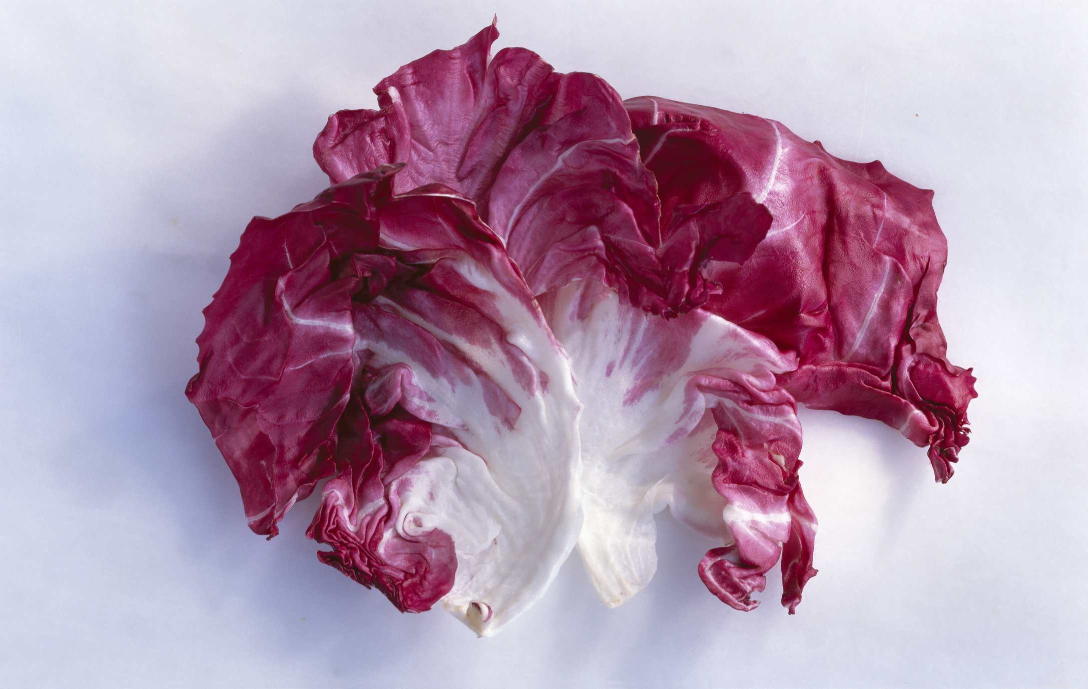 Top Leafy Greens for a Healthy Bearded Dragon