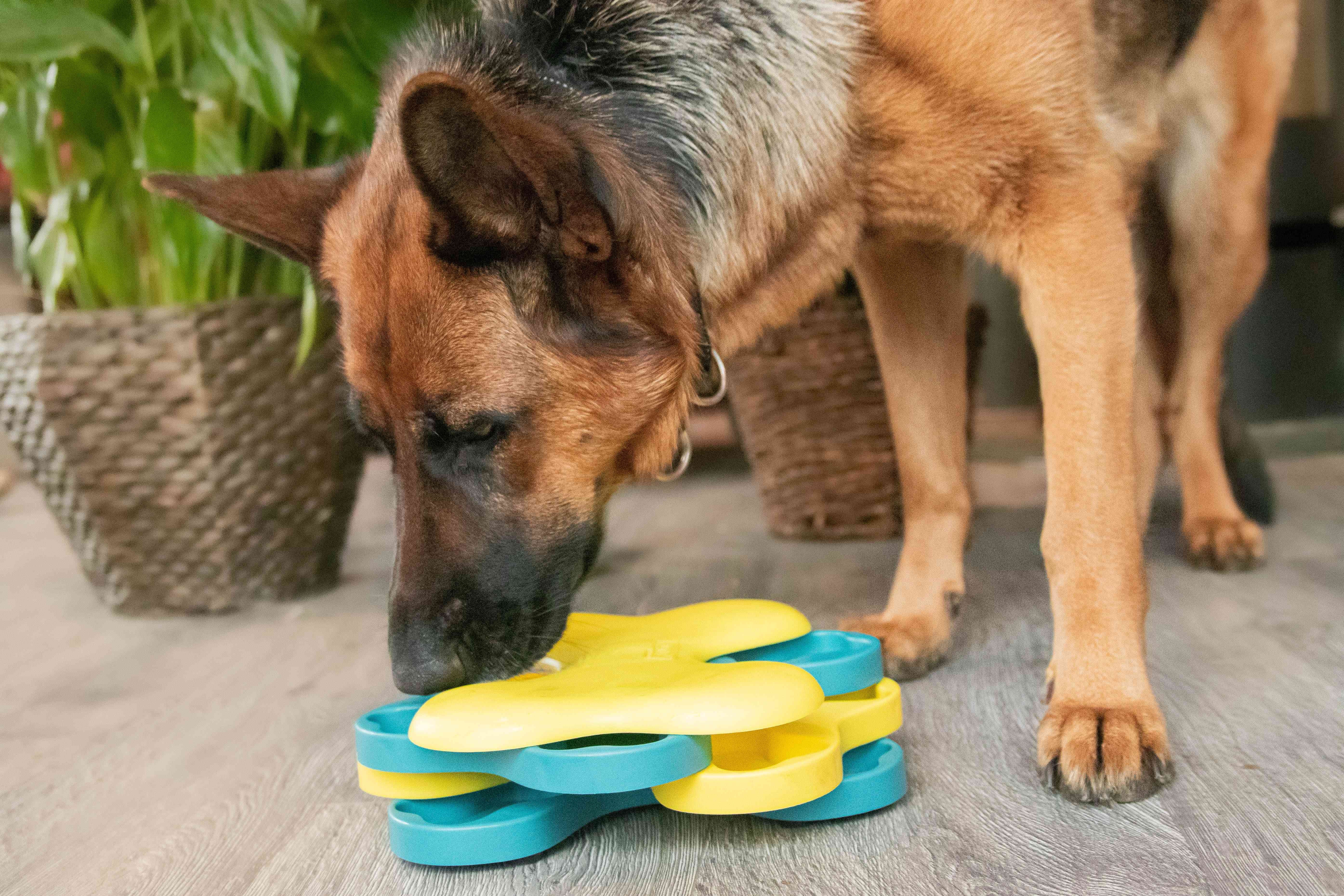 Why Does My Dog Sleep Excessively? Signs & Solutions
