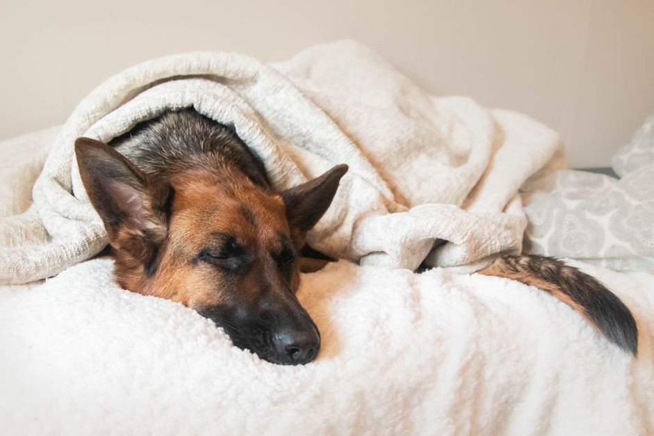 Why Does My Dog Sleep Excessively? Signs & Solutions