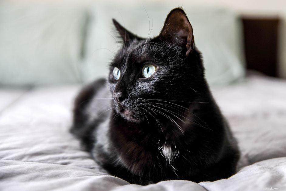 How to Determine Your Cat’s Age: Quick Tips & Vet Guidance