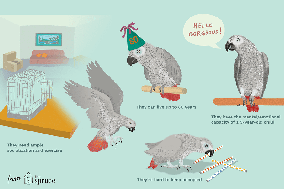 10 Amazing Facts About the Intelligent African Grey Parrot