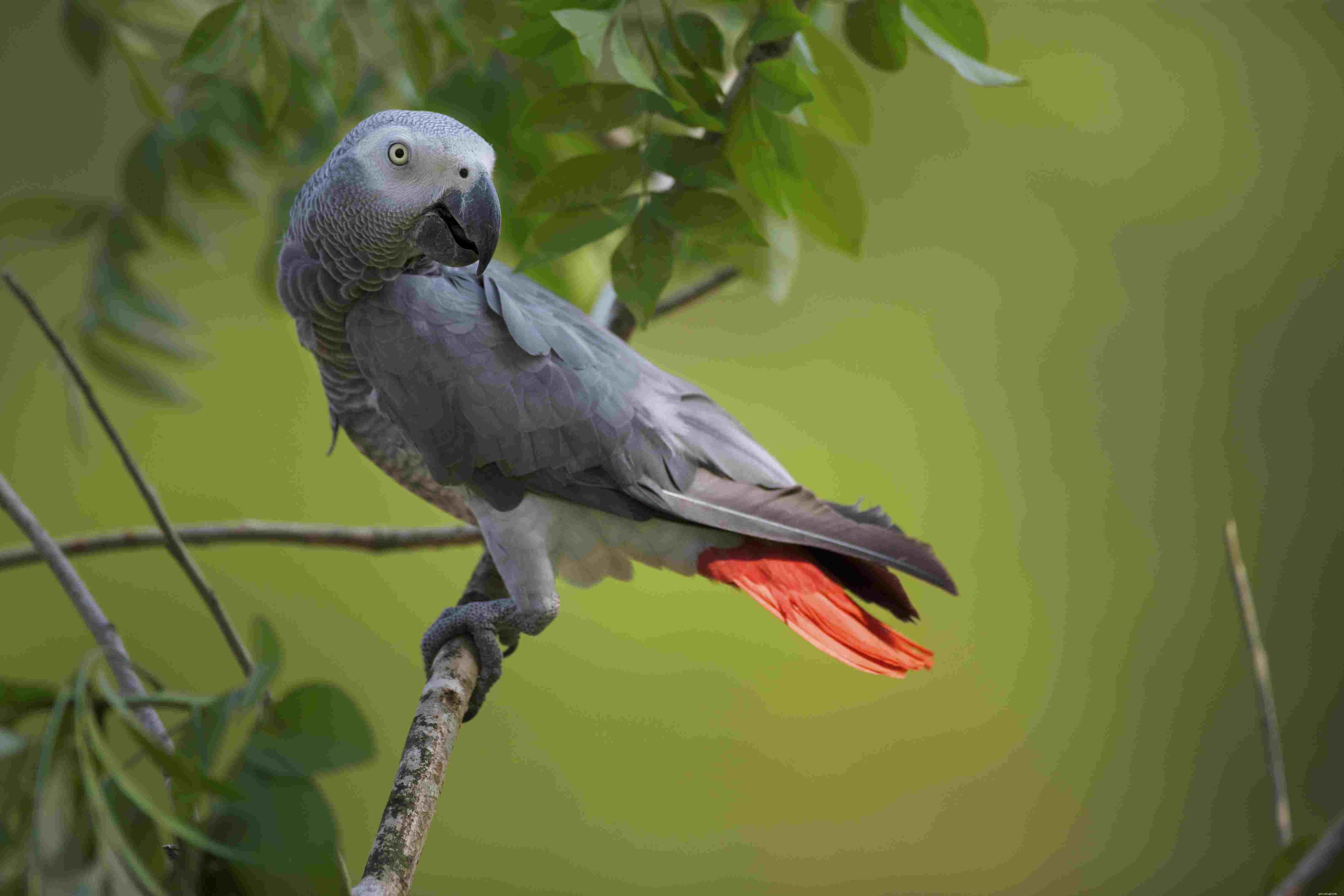 10 Amazing Facts About the Intelligent African Grey Parrot