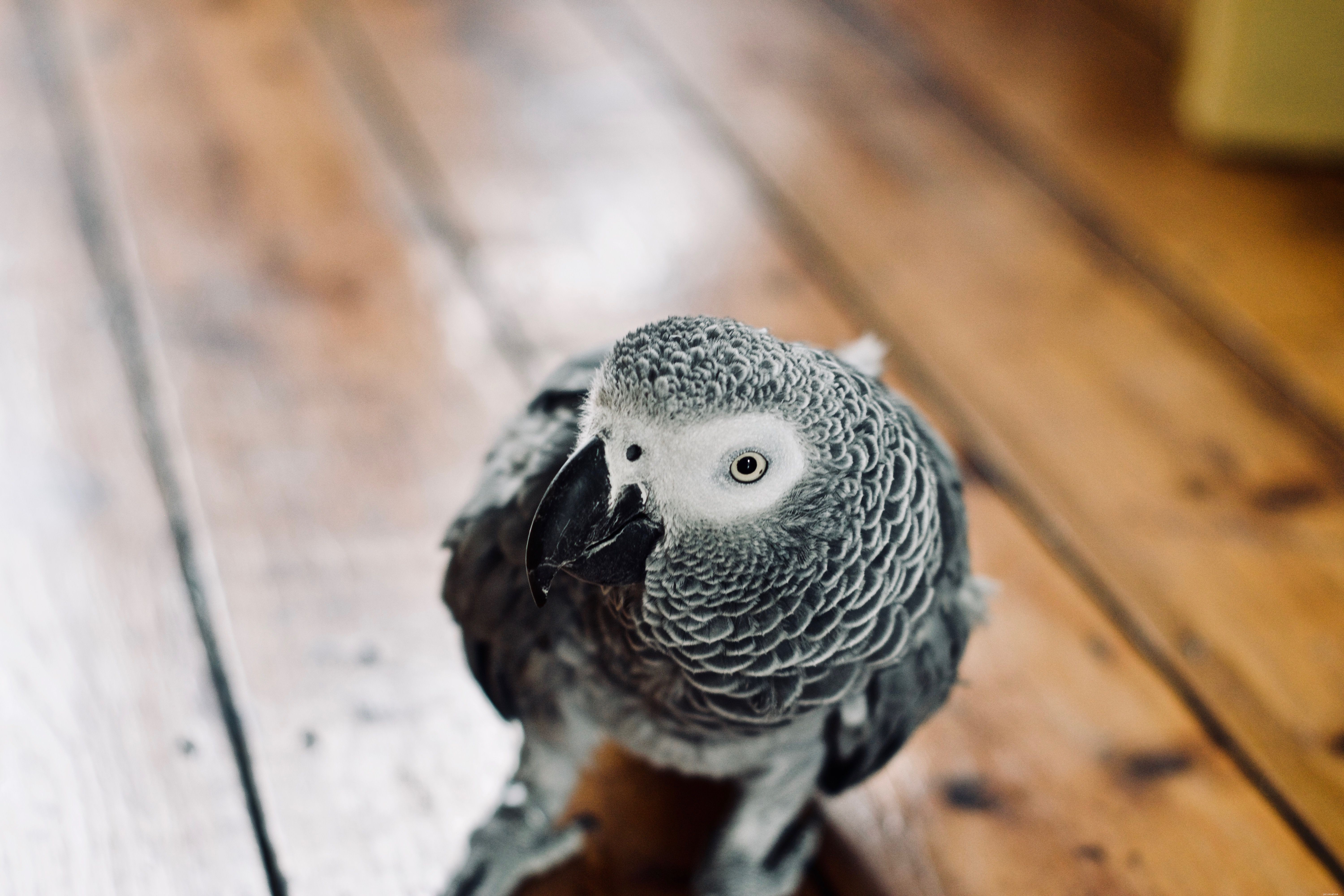 10 Amazing Facts About the Intelligent African Grey Parrot