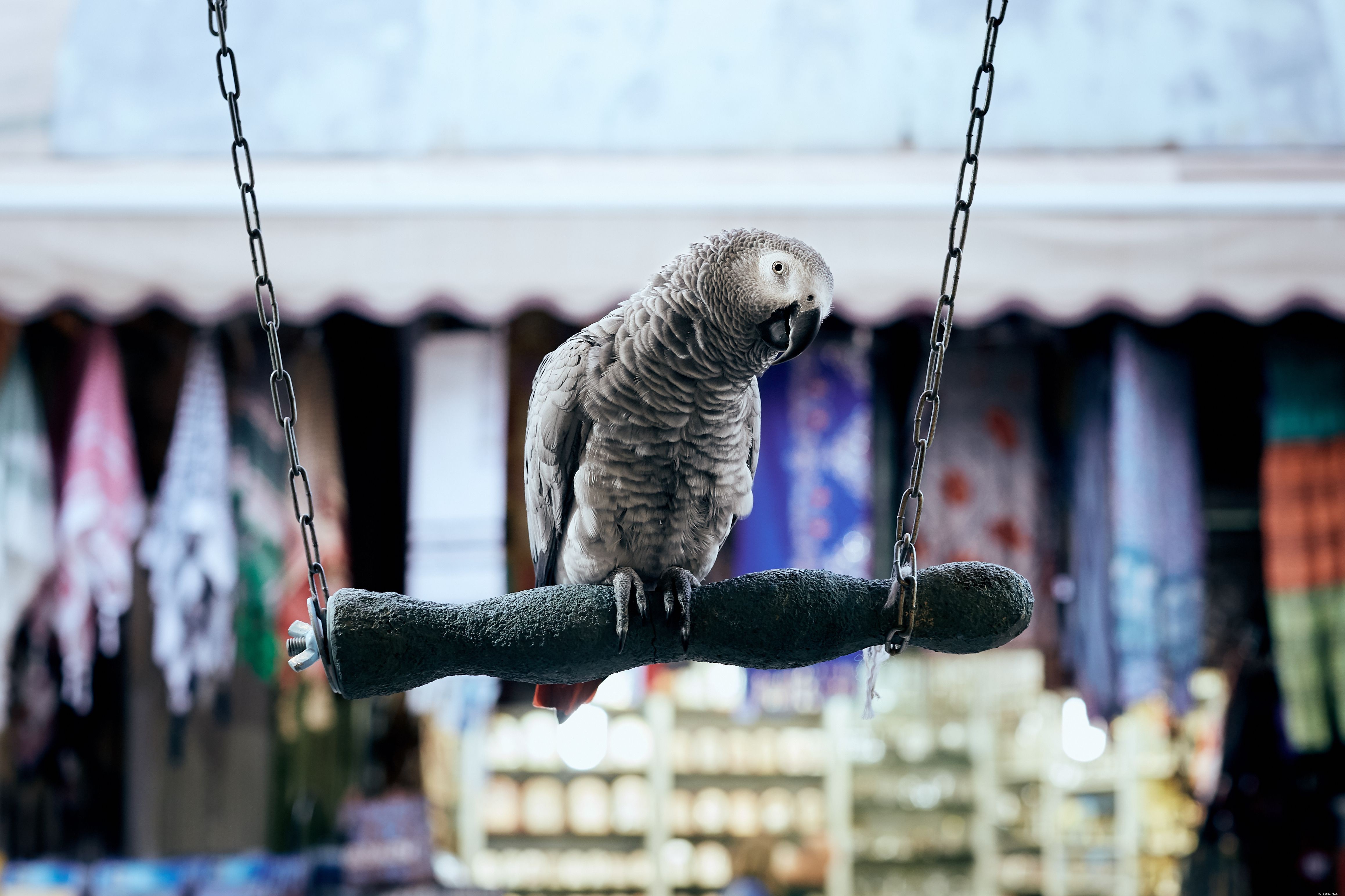 10 Amazing Facts About the Intelligent African Grey Parrot