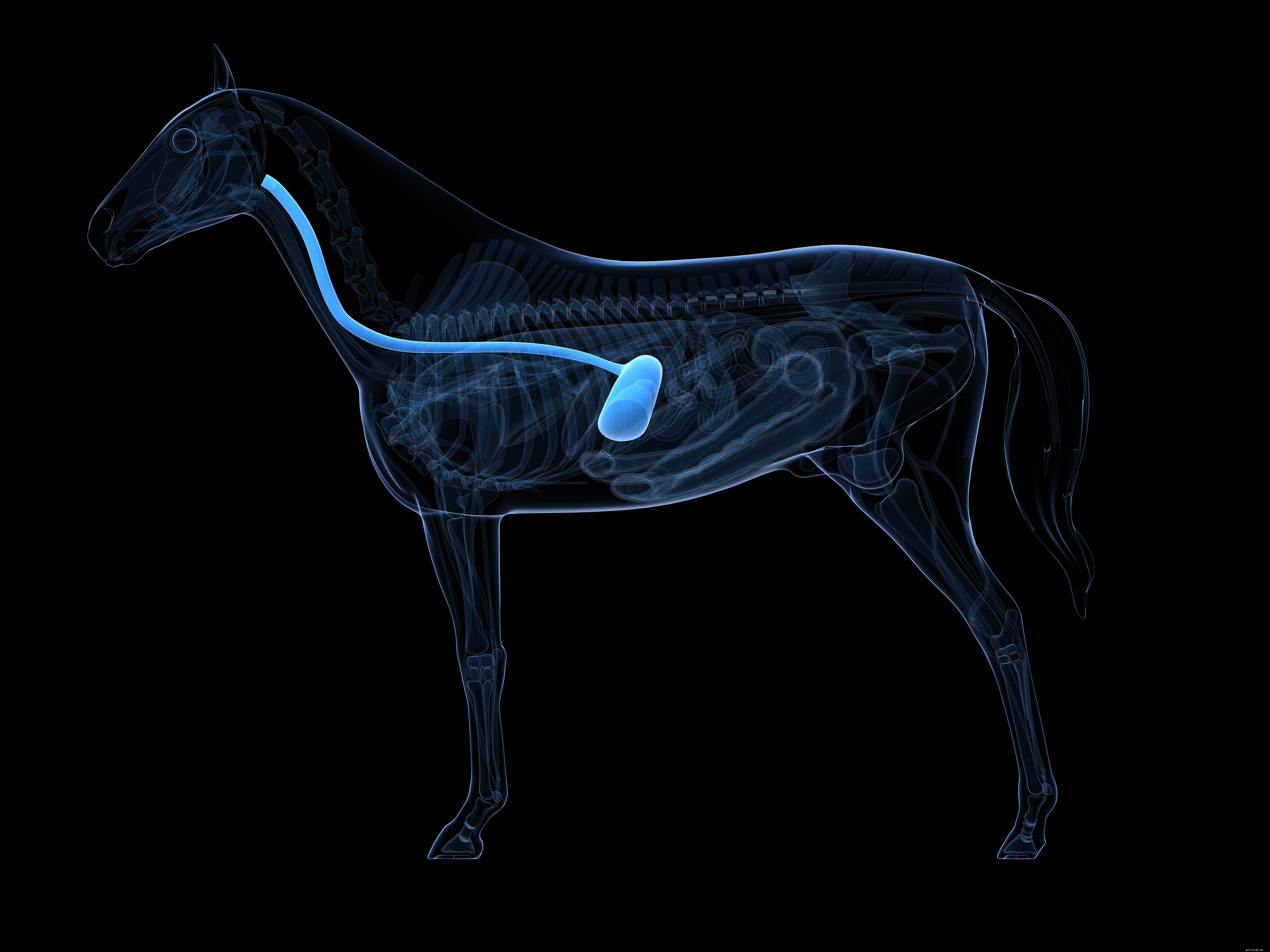 15 Intriguing Horse Facts Every Enthusiast Should Know