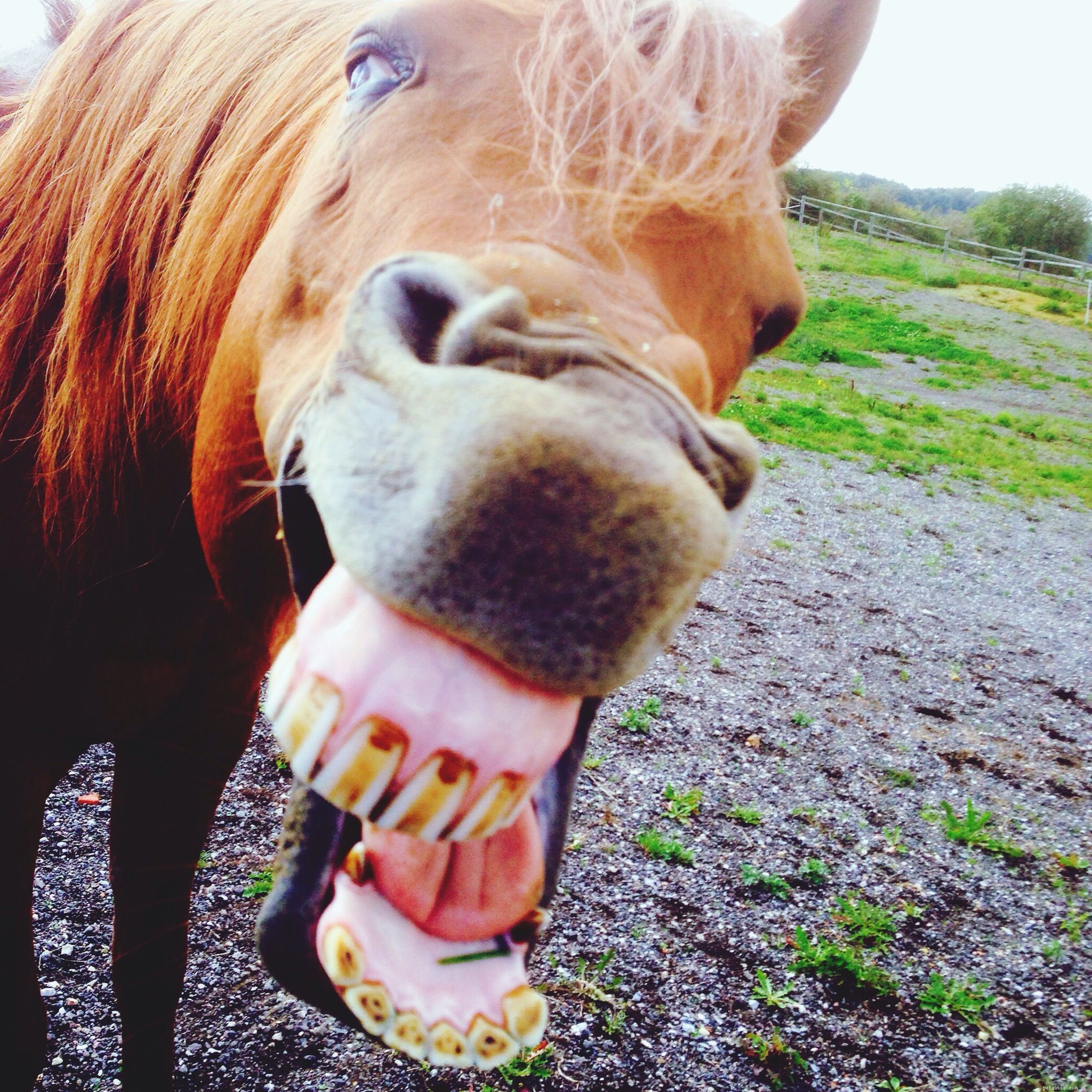 15 Intriguing Horse Facts Every Enthusiast Should Know