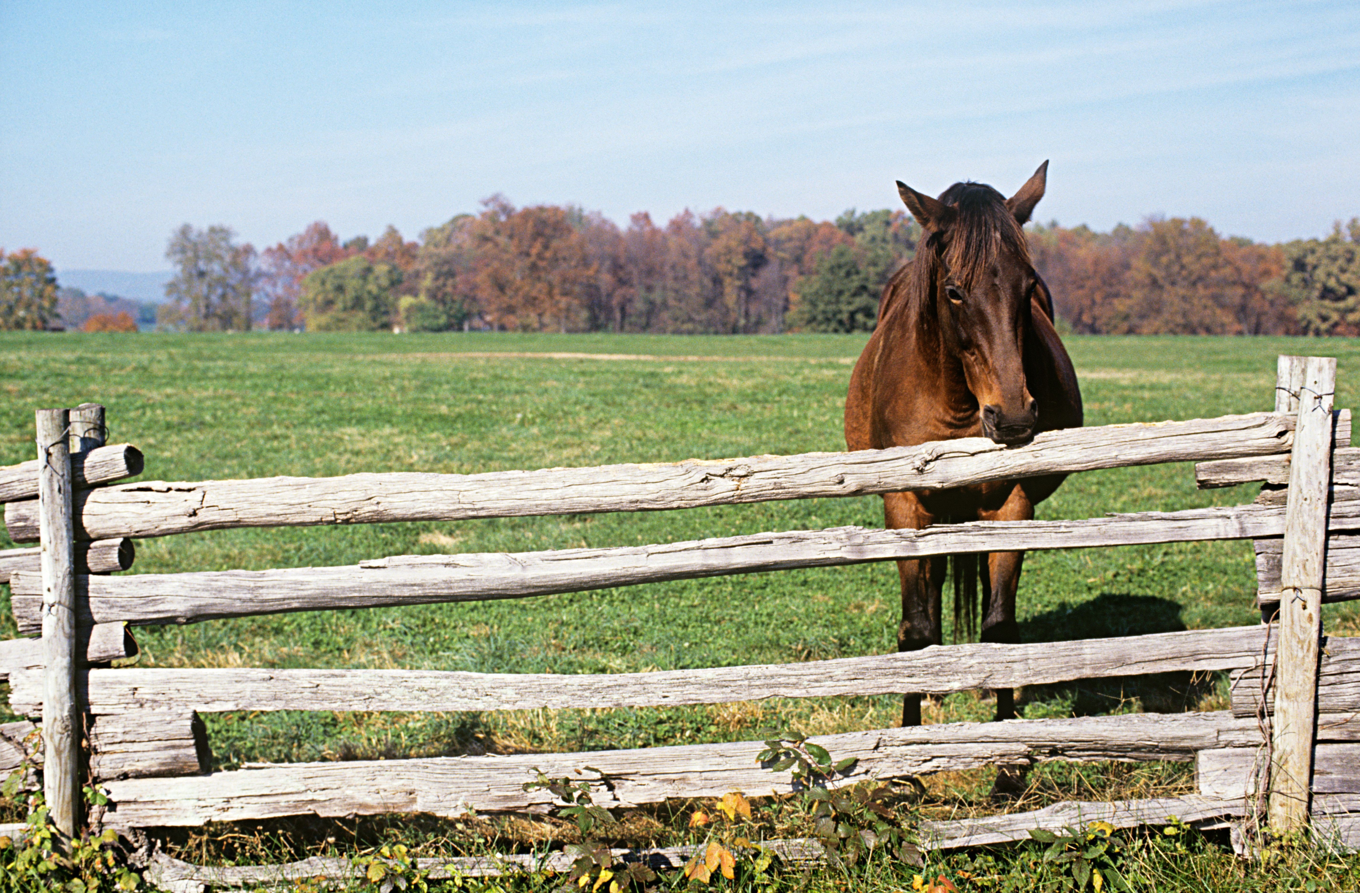 15 Intriguing Horse Facts Every Enthusiast Should Know