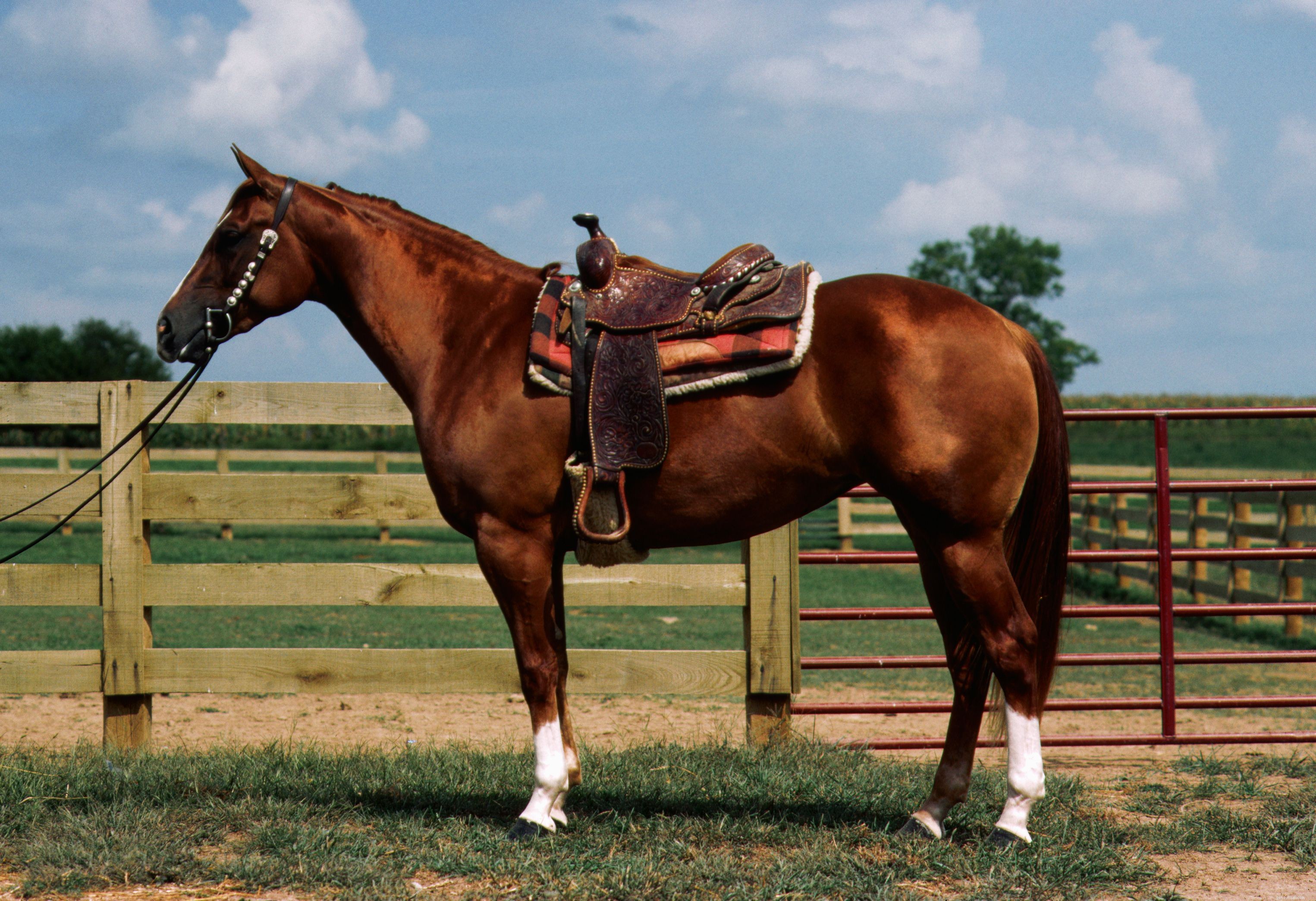 15 Intriguing Horse Facts Every Enthusiast Should Know