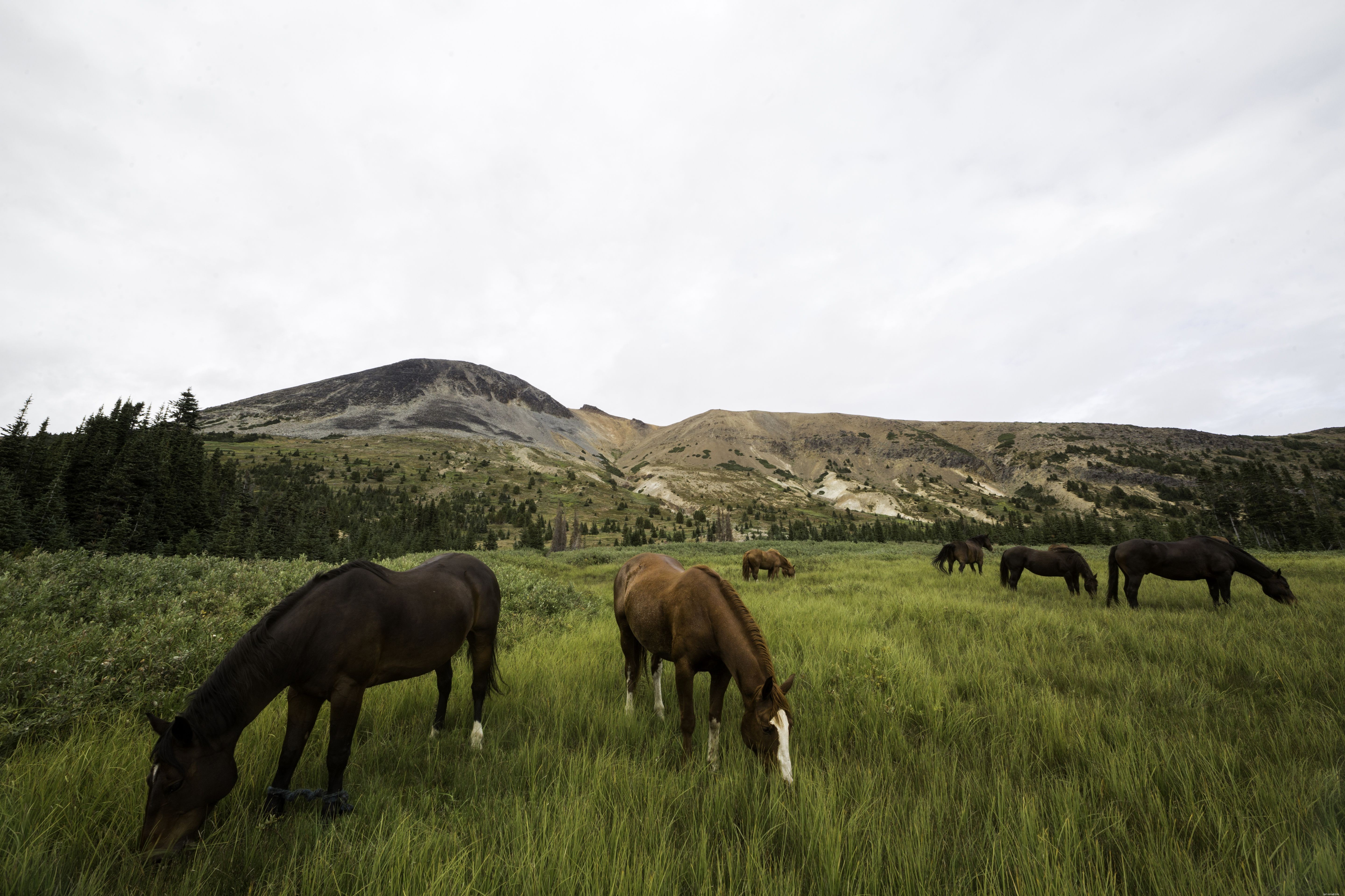 15 Intriguing Horse Facts Every Enthusiast Should Know