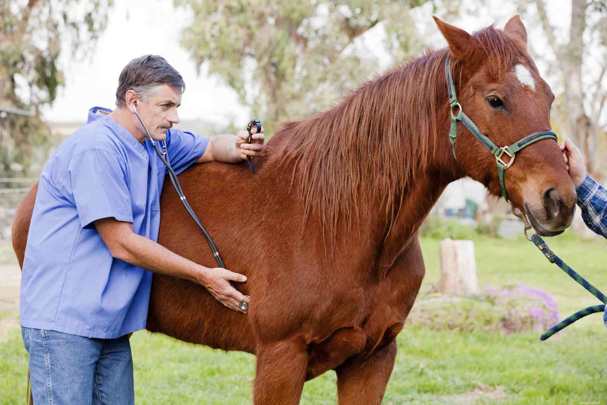 15 Intriguing Horse Facts Every Enthusiast Should Know