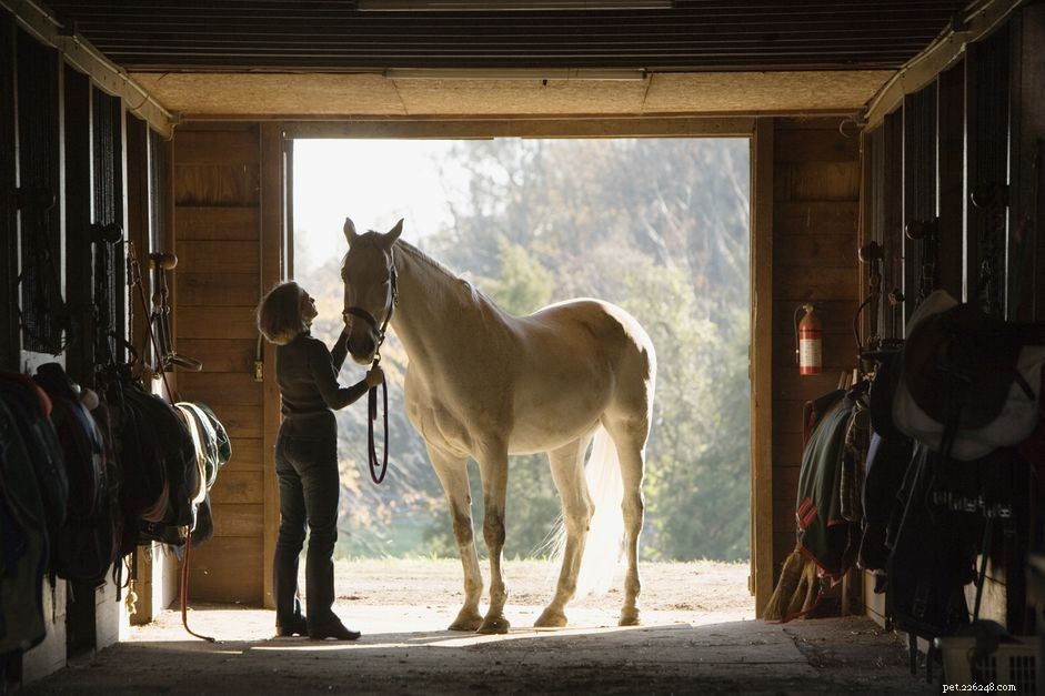 Settling Your New Horse at Home: The First Days