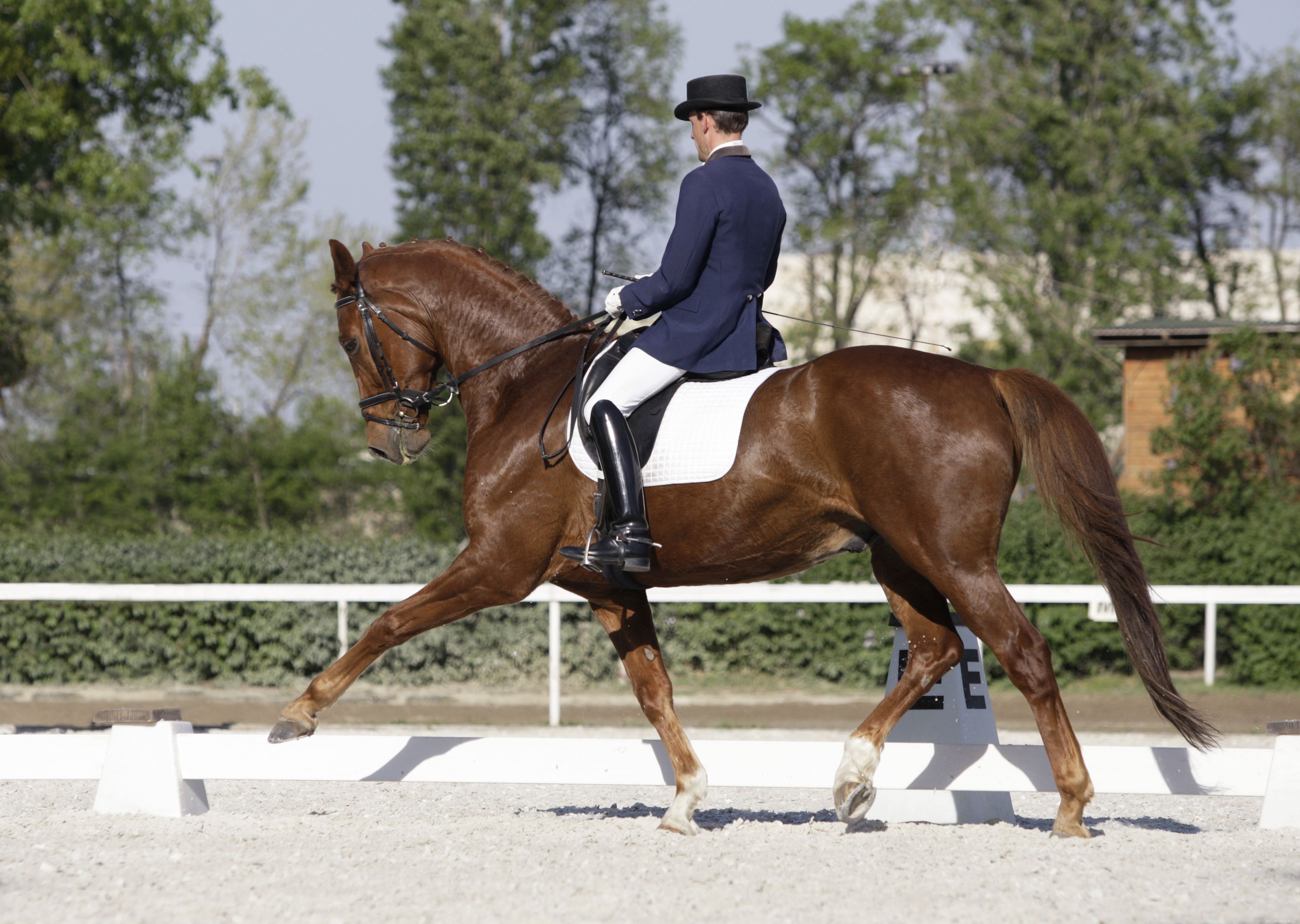 Explore the Three Olympic Equestrian Sports: Dressage, Eventing, Show Jumping