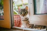 54 Charming Names for Your Orange Female Cat
