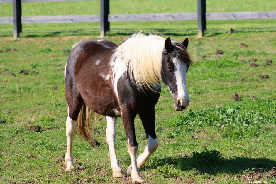 Top 10 Horse Breeds for New Owners & Riders