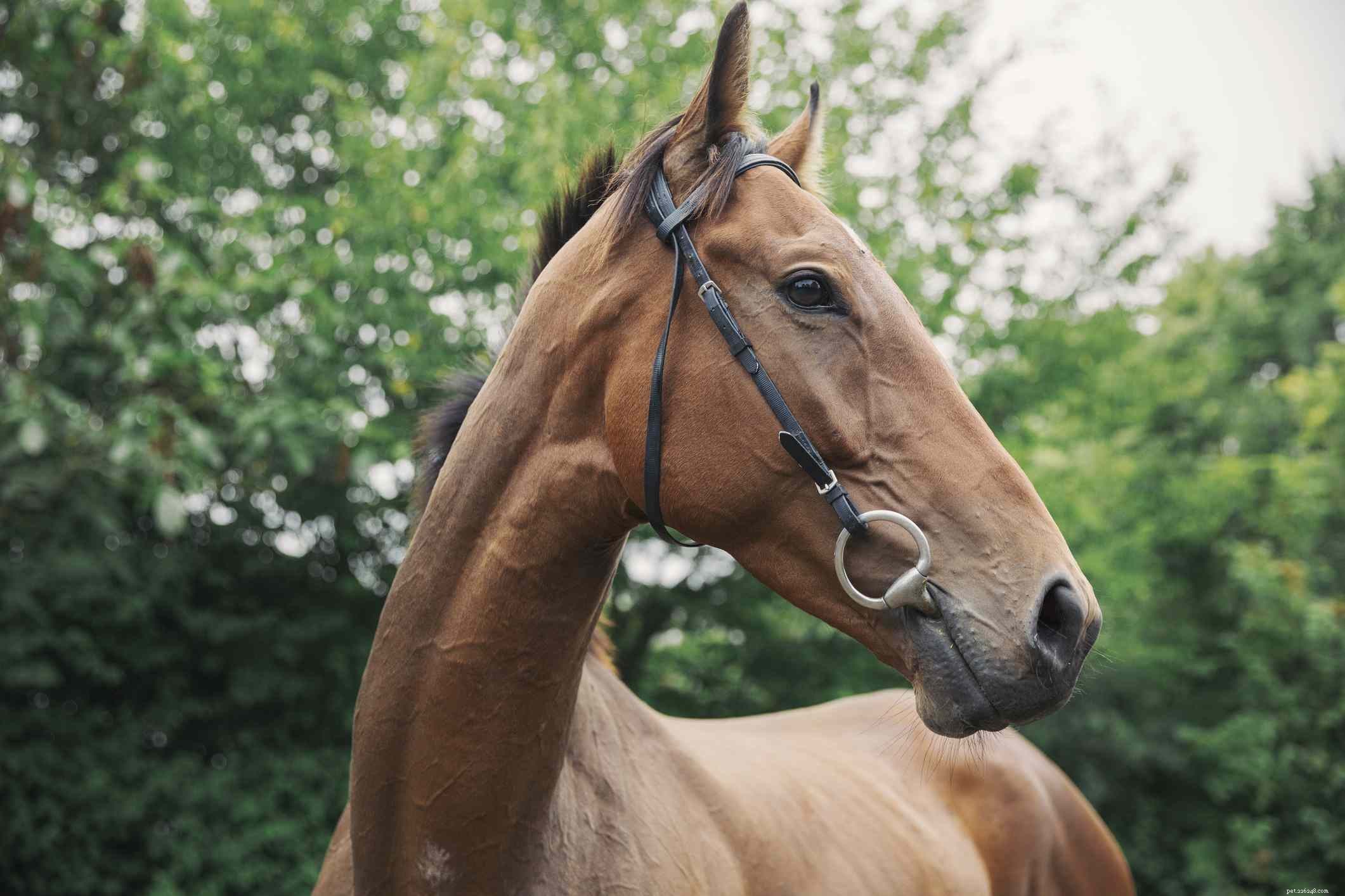 Top 10 Horse Breeds for New Owners & Riders