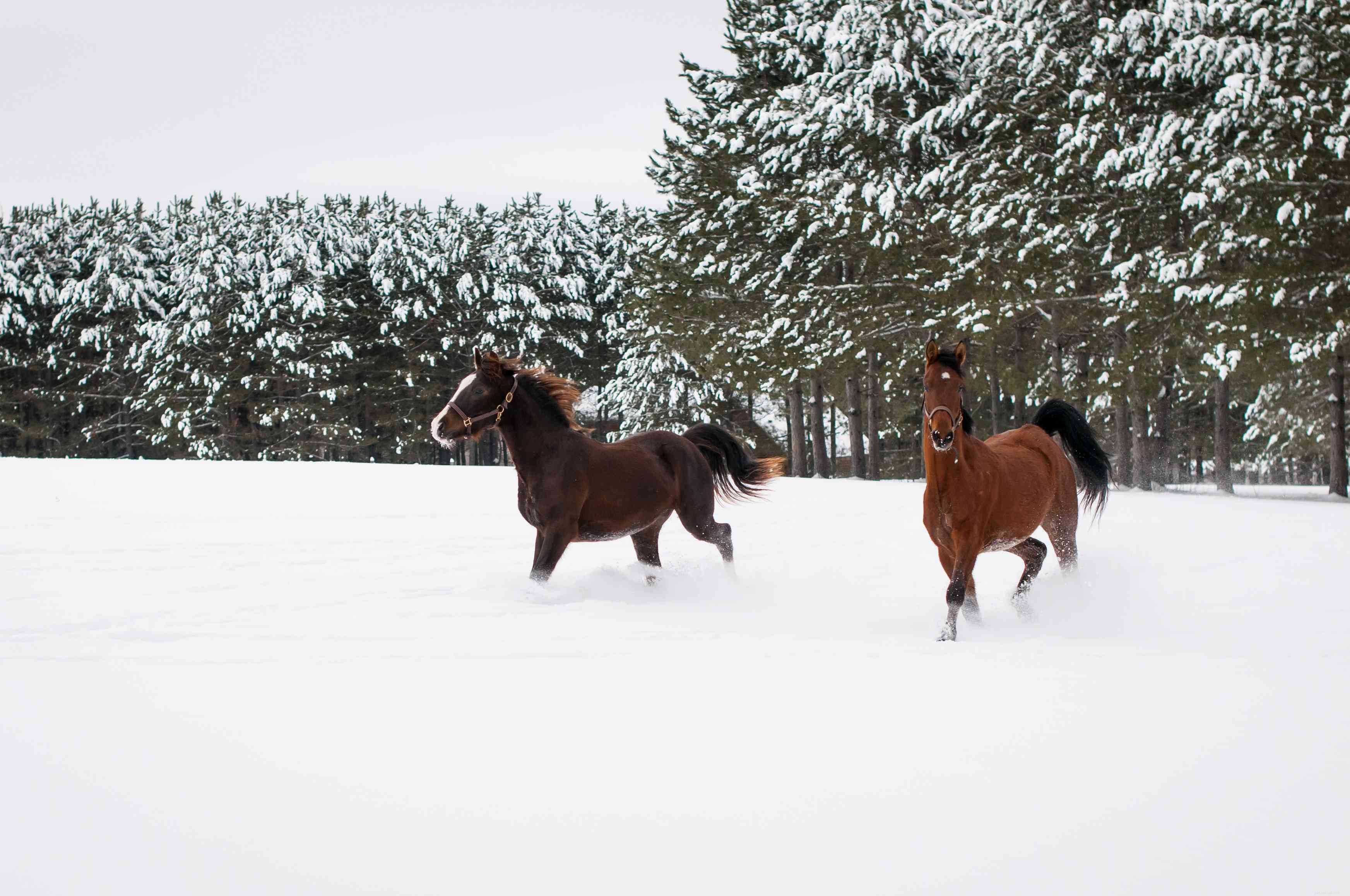 Top 10 Horse Breeds for New Owners & Riders