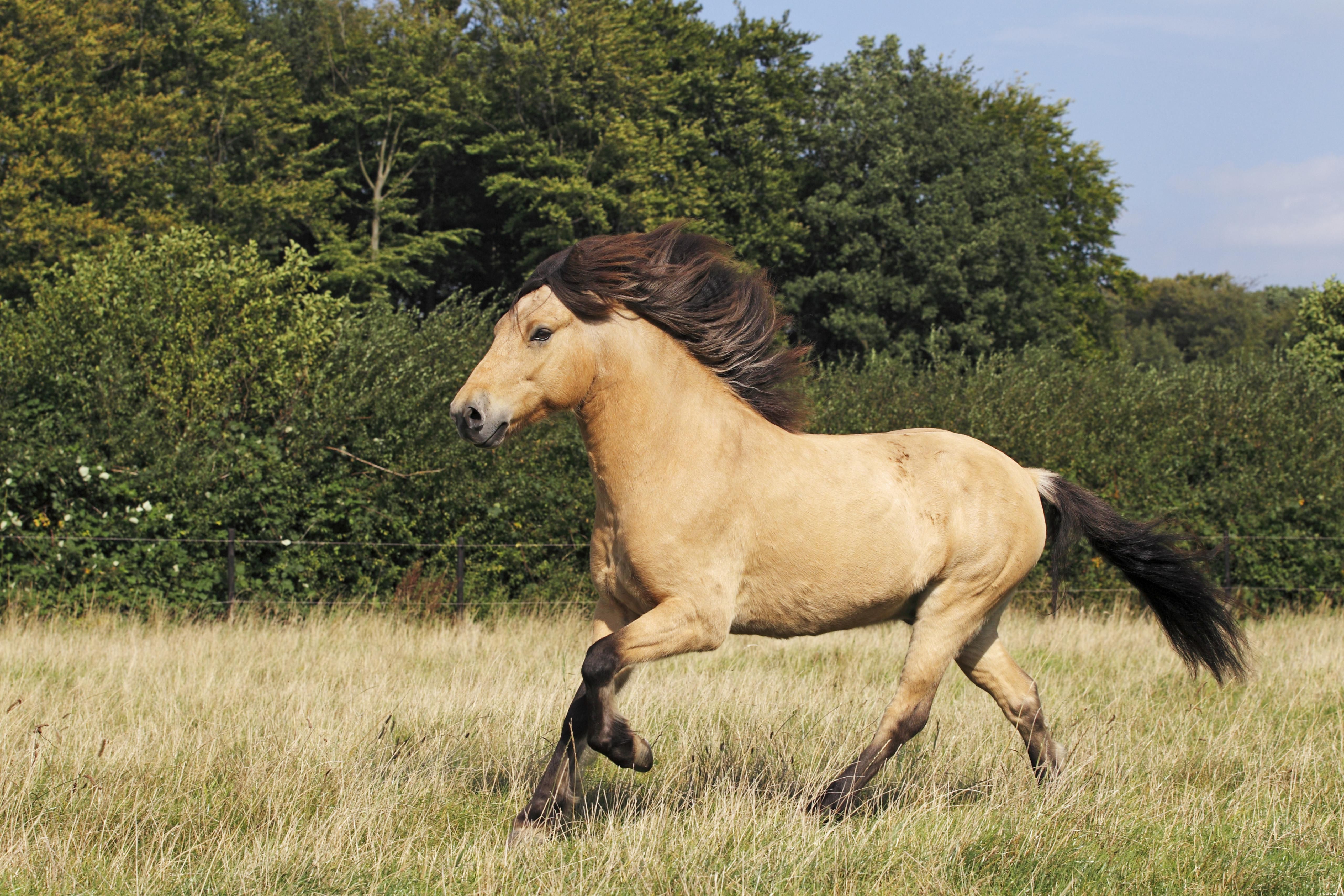 Top 10 Horse Breeds for New Owners & Riders