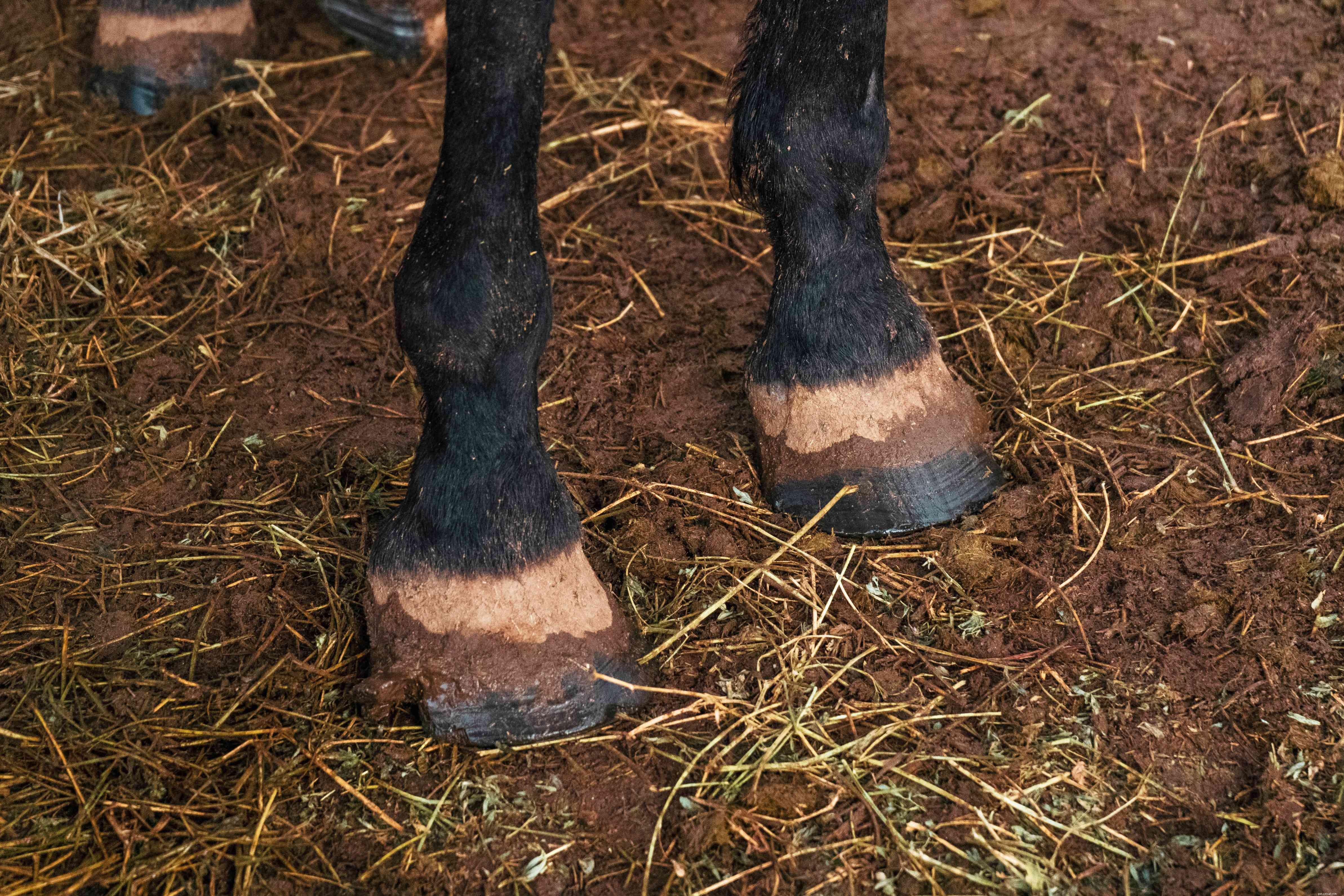 What Do Horses Cost? A Guide to Prices, Expenses, and Buying Tips