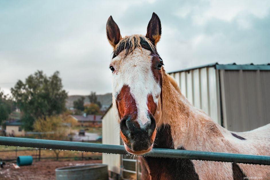 What Do Horses Cost? A Guide to Prices, Expenses, and Buying Tips