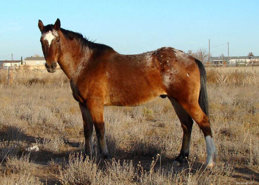Top 10 Horse Breeds for New Owners & Riders