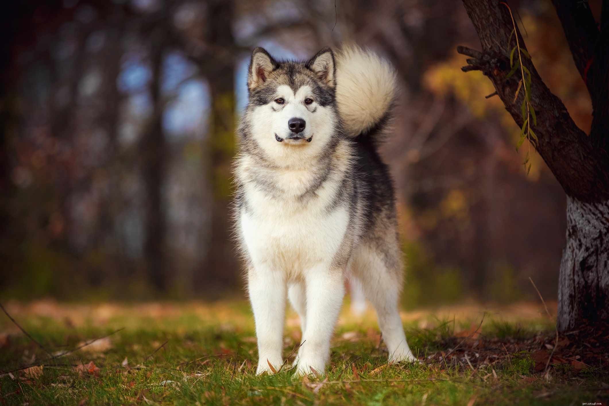 Crafting the Perfect Homemade Puppy Diet: A Guide to Healthy, Affordable Nutrition