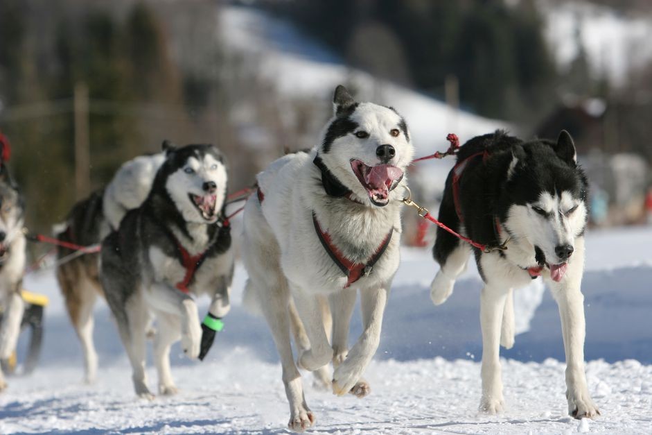 Top 4 Alaskan Dog Breeds: Tough, Loyal, and Ideal for Sledding