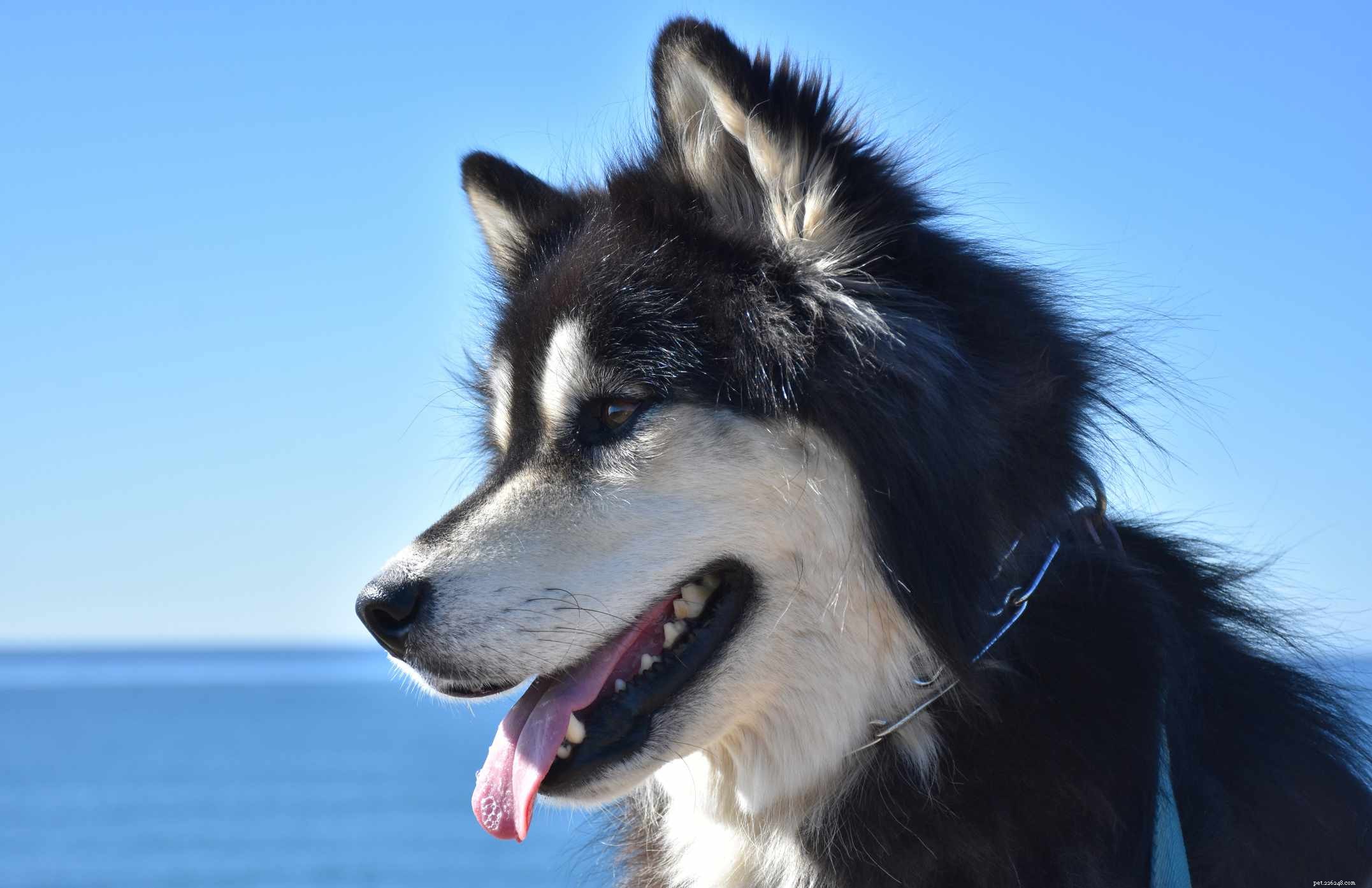 Top 4 Alaskan Dog Breeds: Tough, Loyal, and Ideal for Sledding