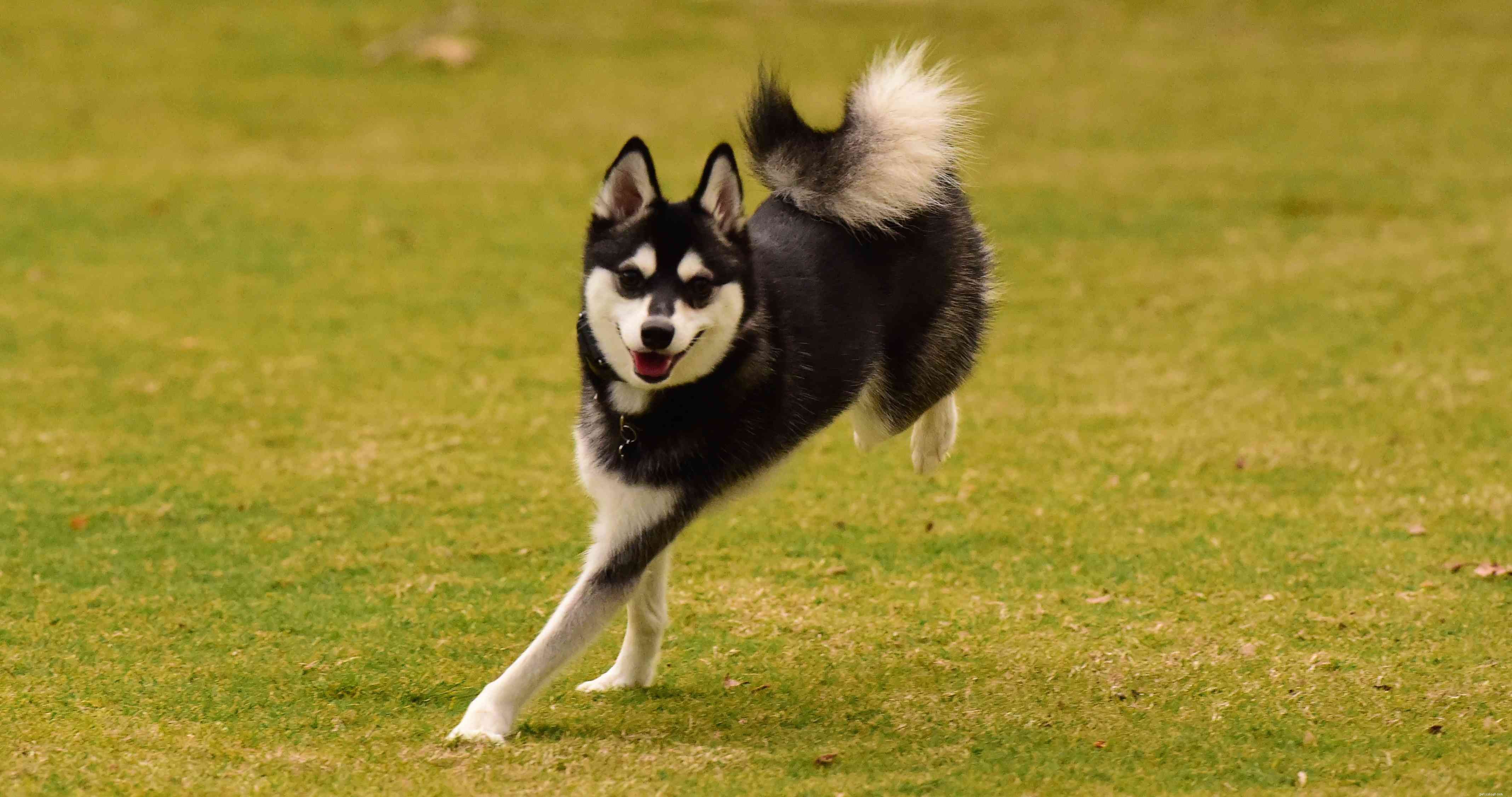 Top 4 Alaskan Dog Breeds: Tough, Loyal, and Ideal for Sledding
