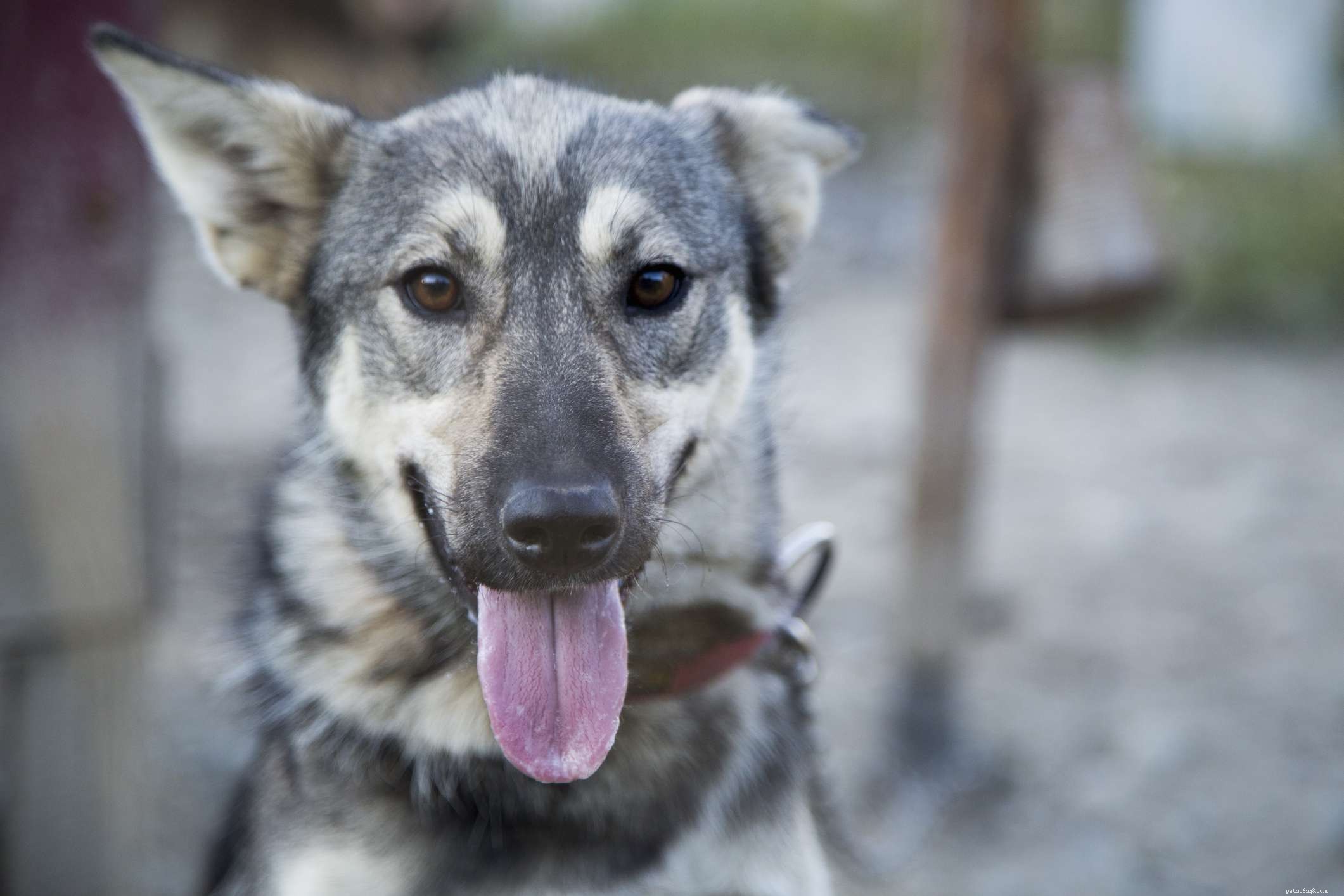 Top 4 Alaskan Dog Breeds: Tough, Loyal, and Ideal for Sledding