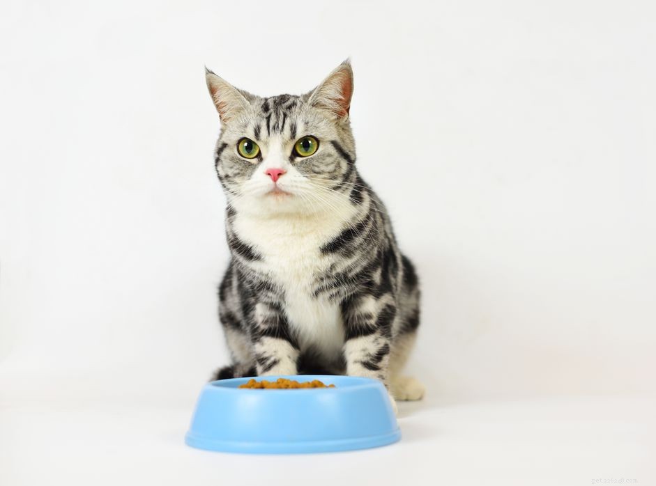 What Flavors Are Beyond a Cat’s Taste Buds?