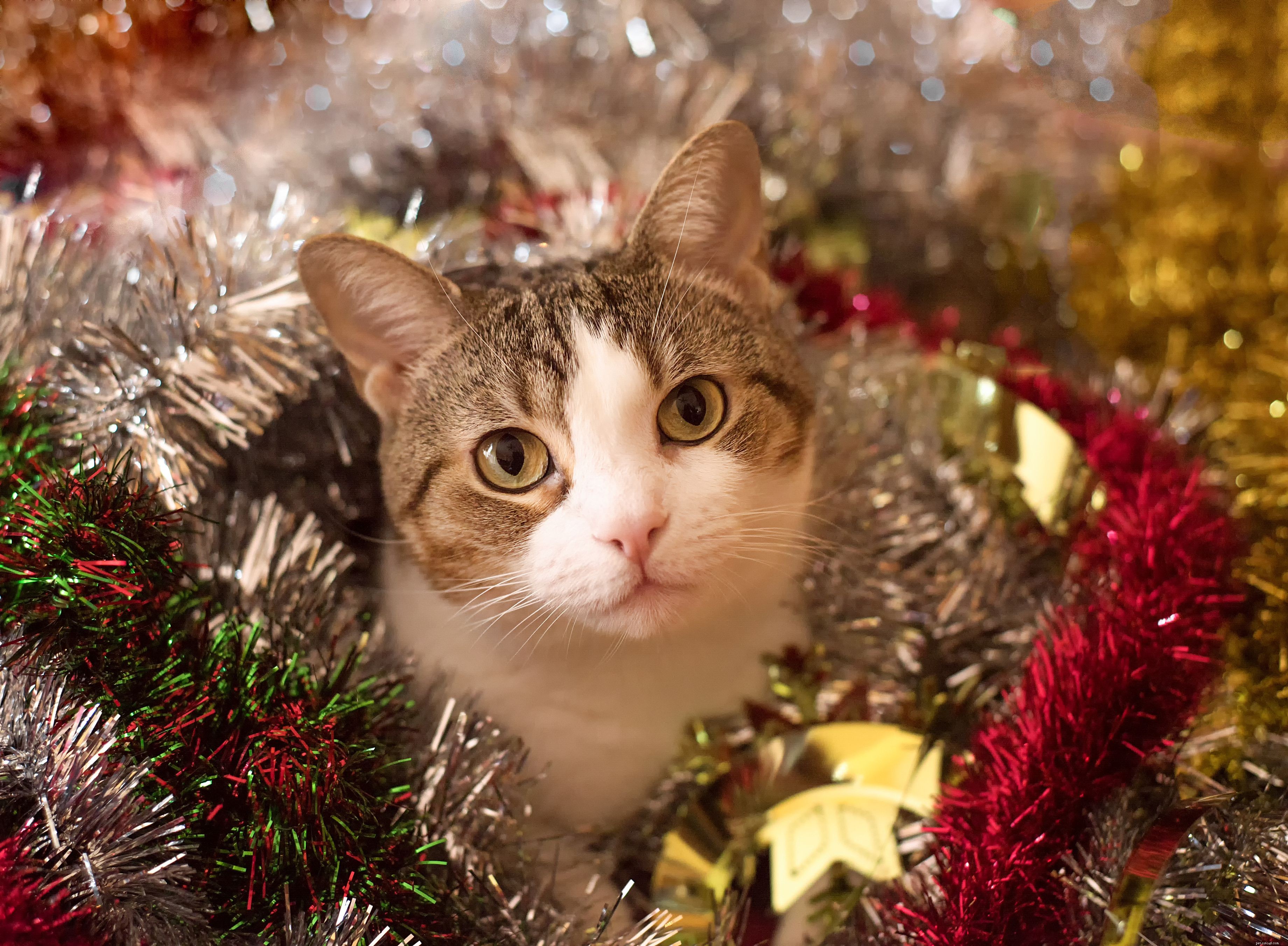 10 Essential Holiday Safety Tips for Your Cat
