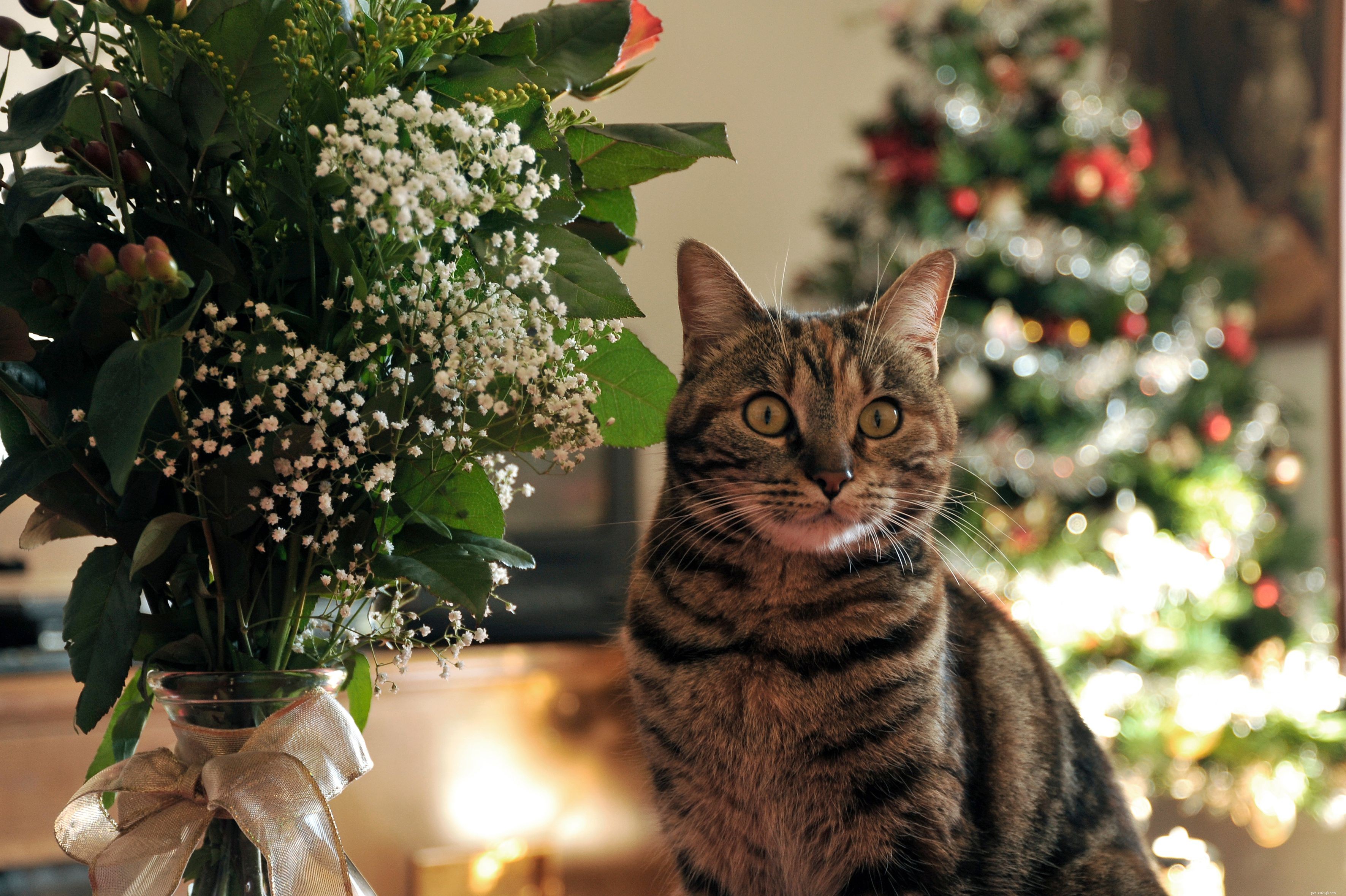 10 Essential Holiday Safety Tips for Your Cat